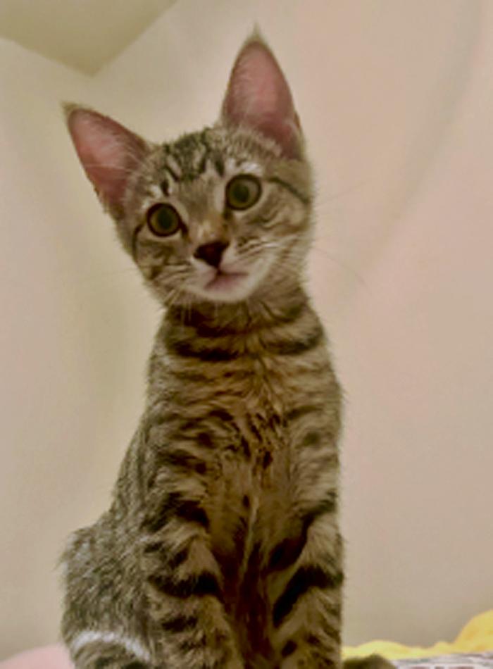 Enlarge Miss Tabbie, a Adoptable Tabby in Fresno, CA image 3/4