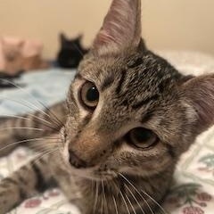 Enlarge Miss Tabbie, a Adoptable Tabby in Fresno, CA image 2/4