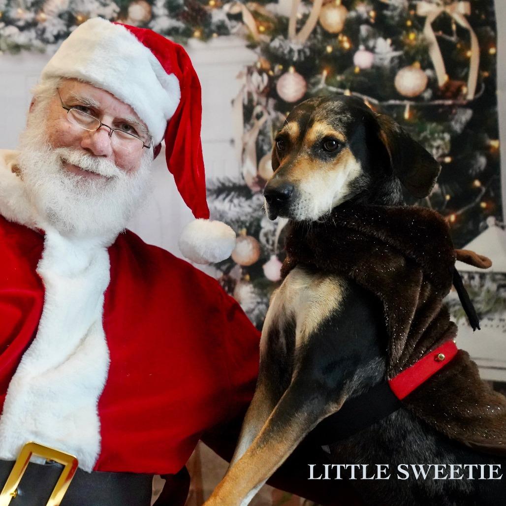 Enlarge Sweetie, a Adoptable mixed breed in Tanner, AL image 1/2