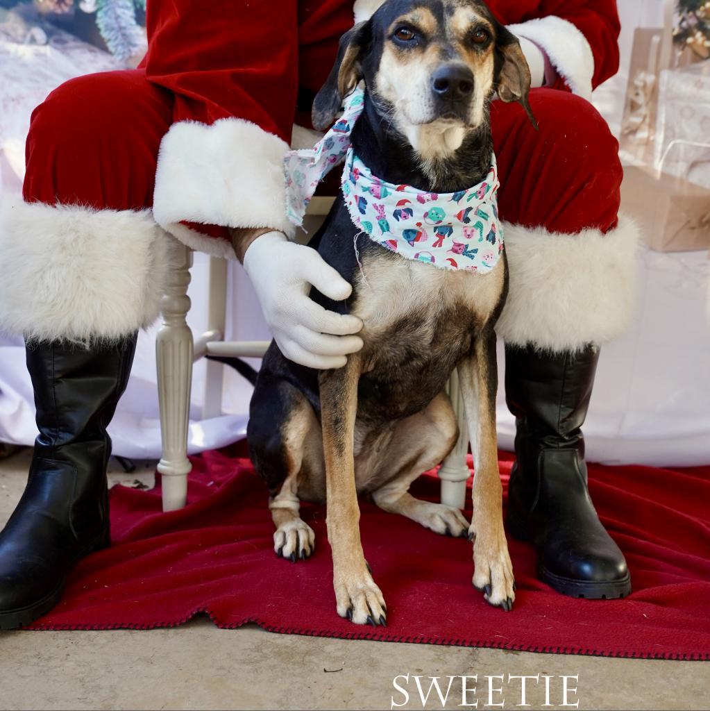 Enlarge Sweetie, a Adoptable mixed breed in Tanner, AL image 2/2