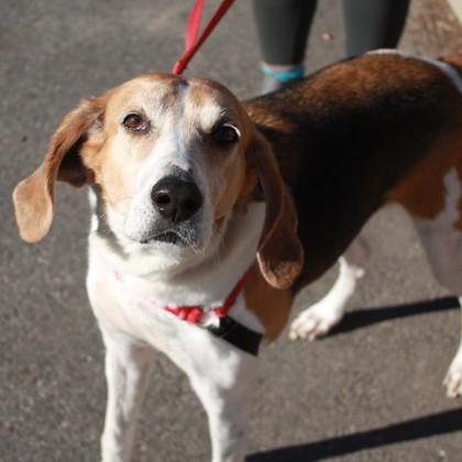 Enlarge Stallone, a Adoptable mixed breed in Richmond, VA image 1/3