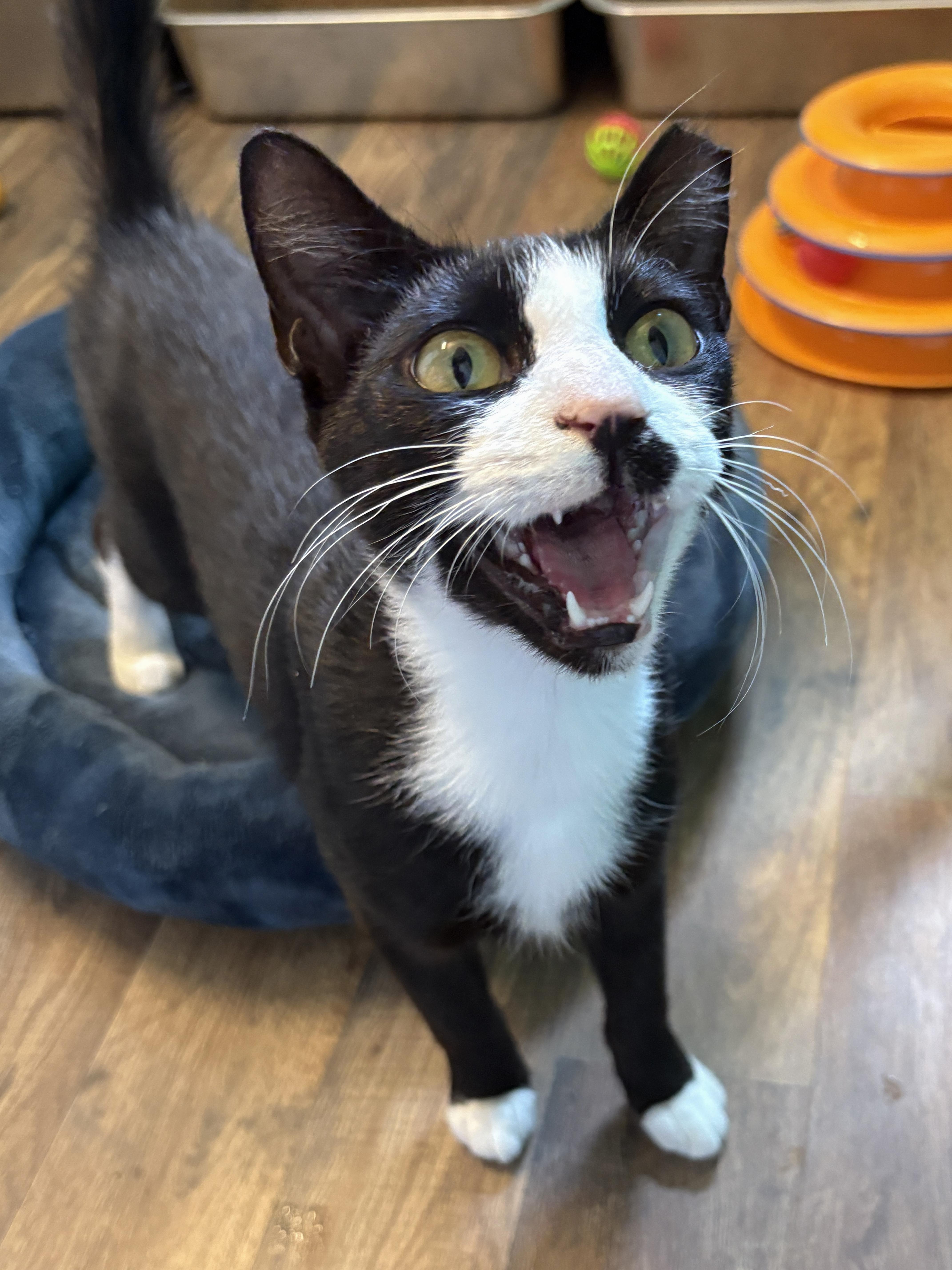 Penguin, Young Male Domestic Short Hair