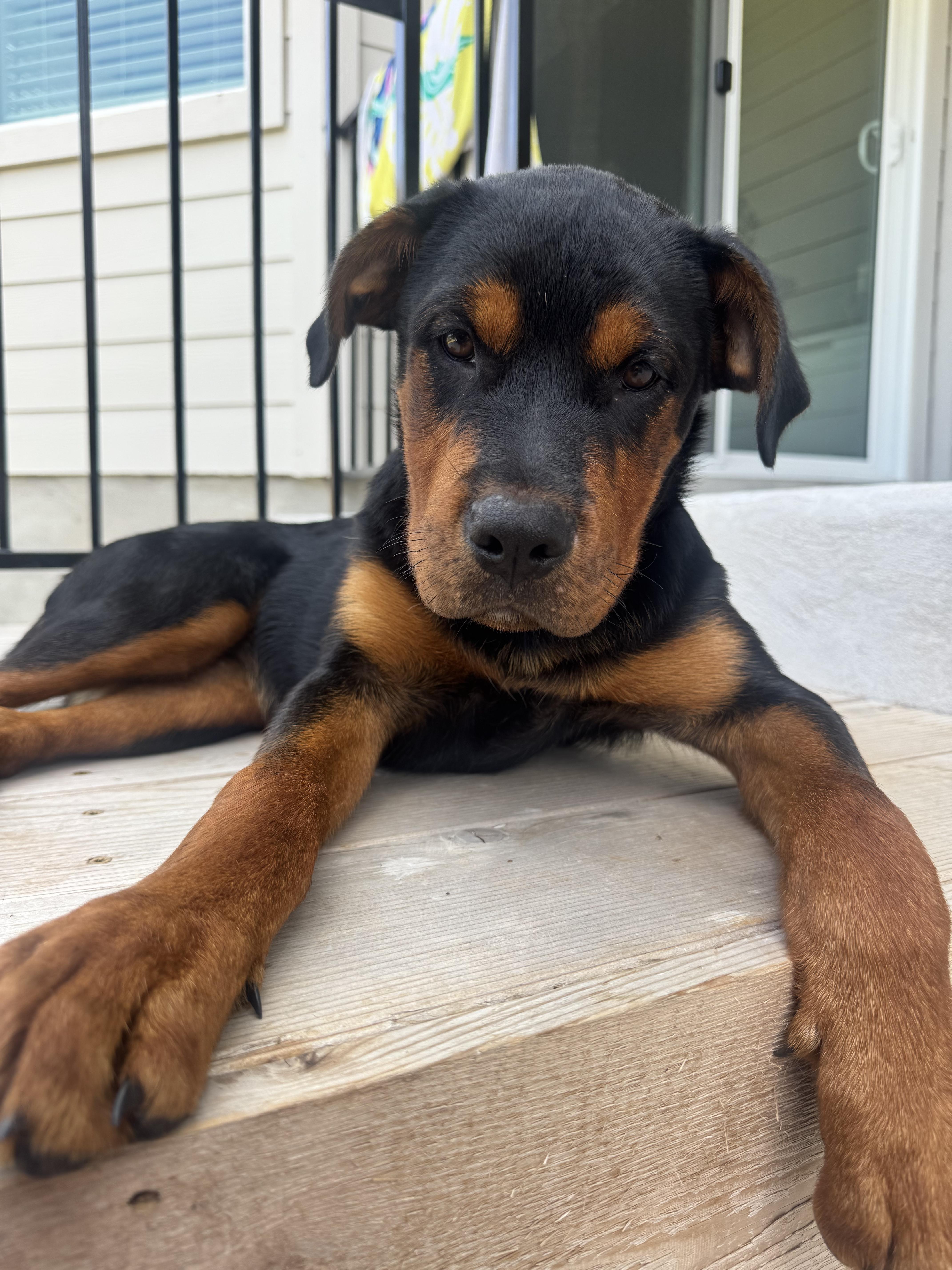Enlarge Hazel, an adopted mixed breed in Dale, TX image 1/4