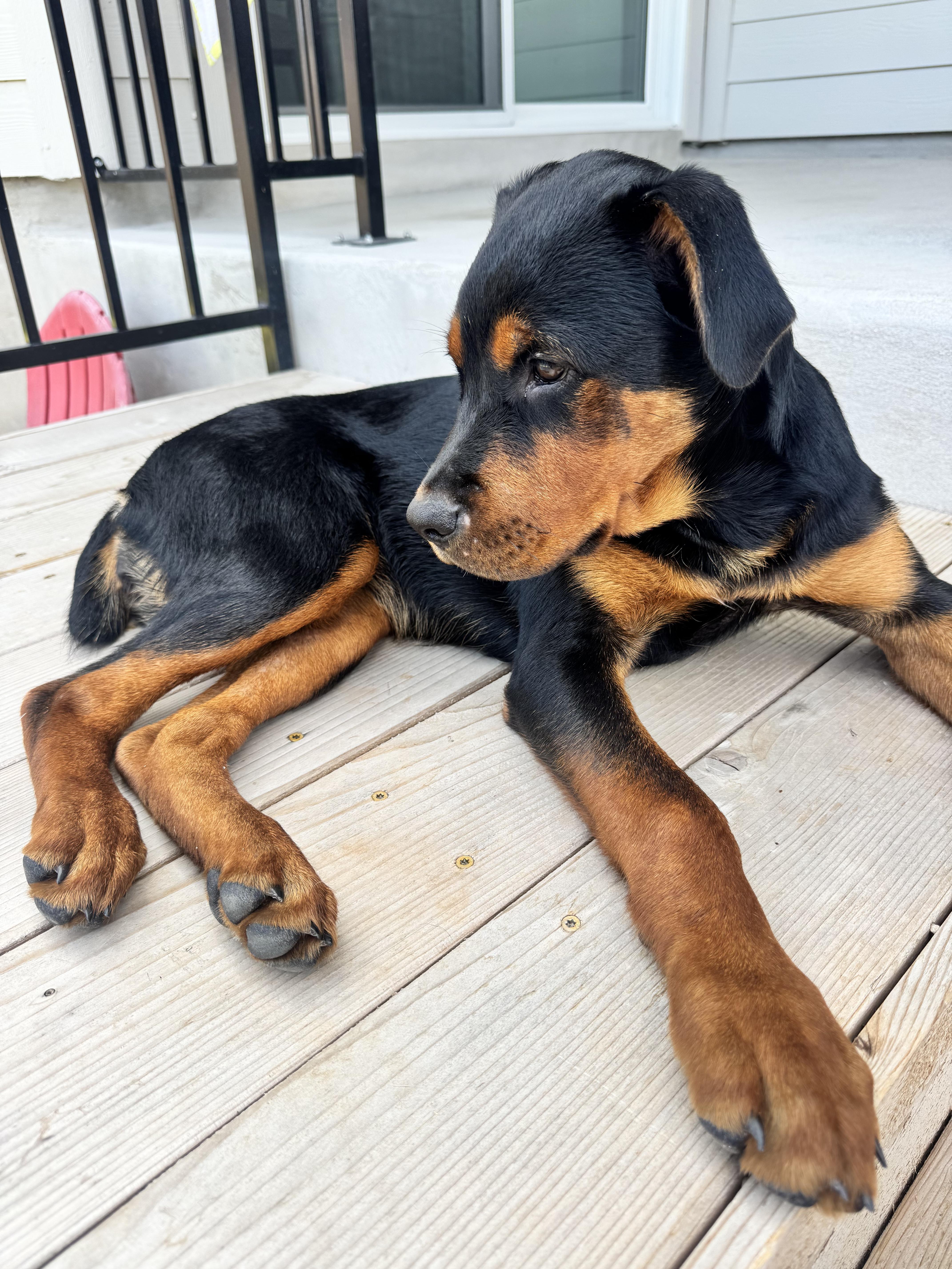 Enlarge Hazel, an adopted mixed breed in Dale, TX image 2/4