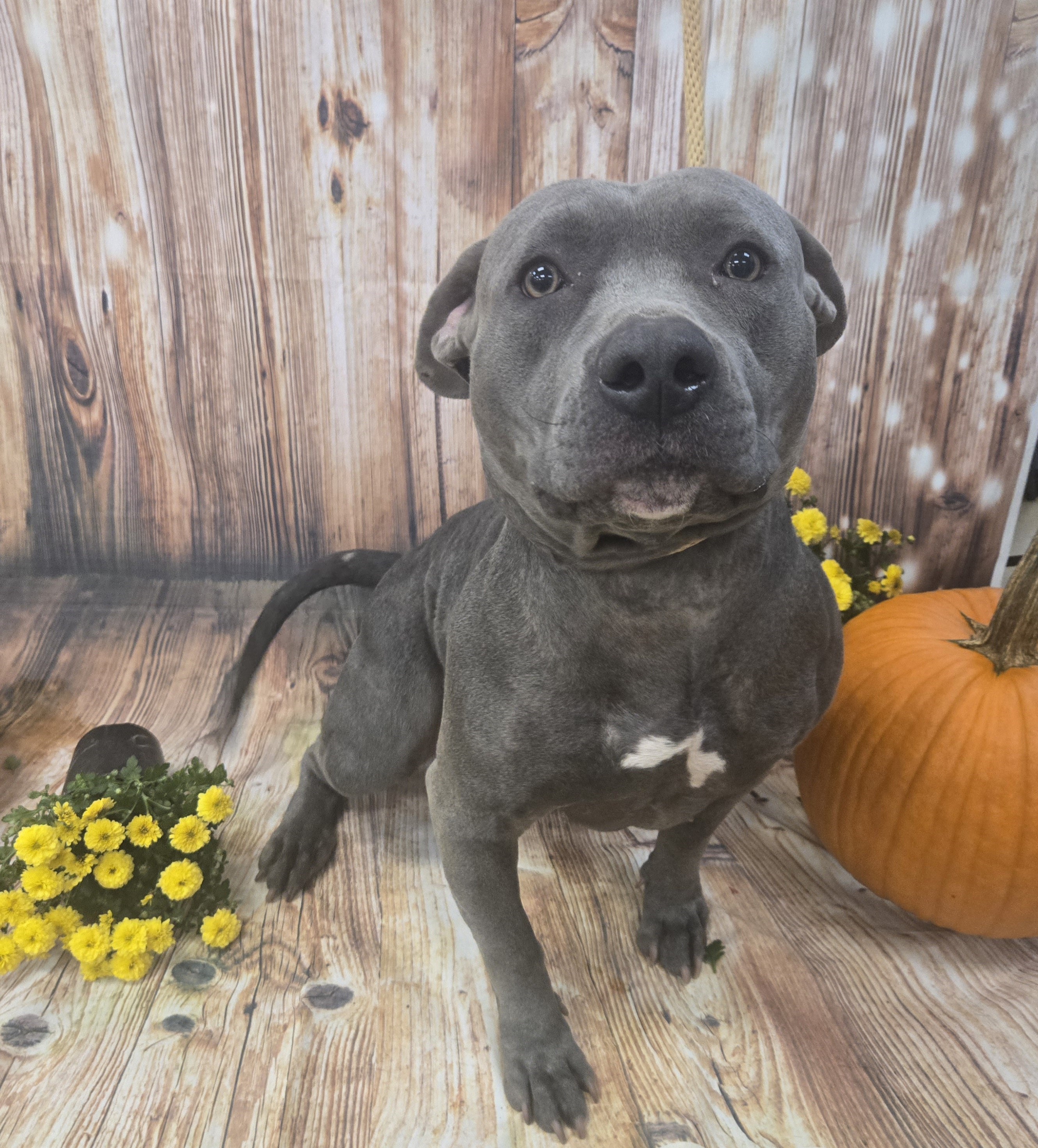 Dog for adoption Bertha, an American Staffordshire Terrier Mix in
