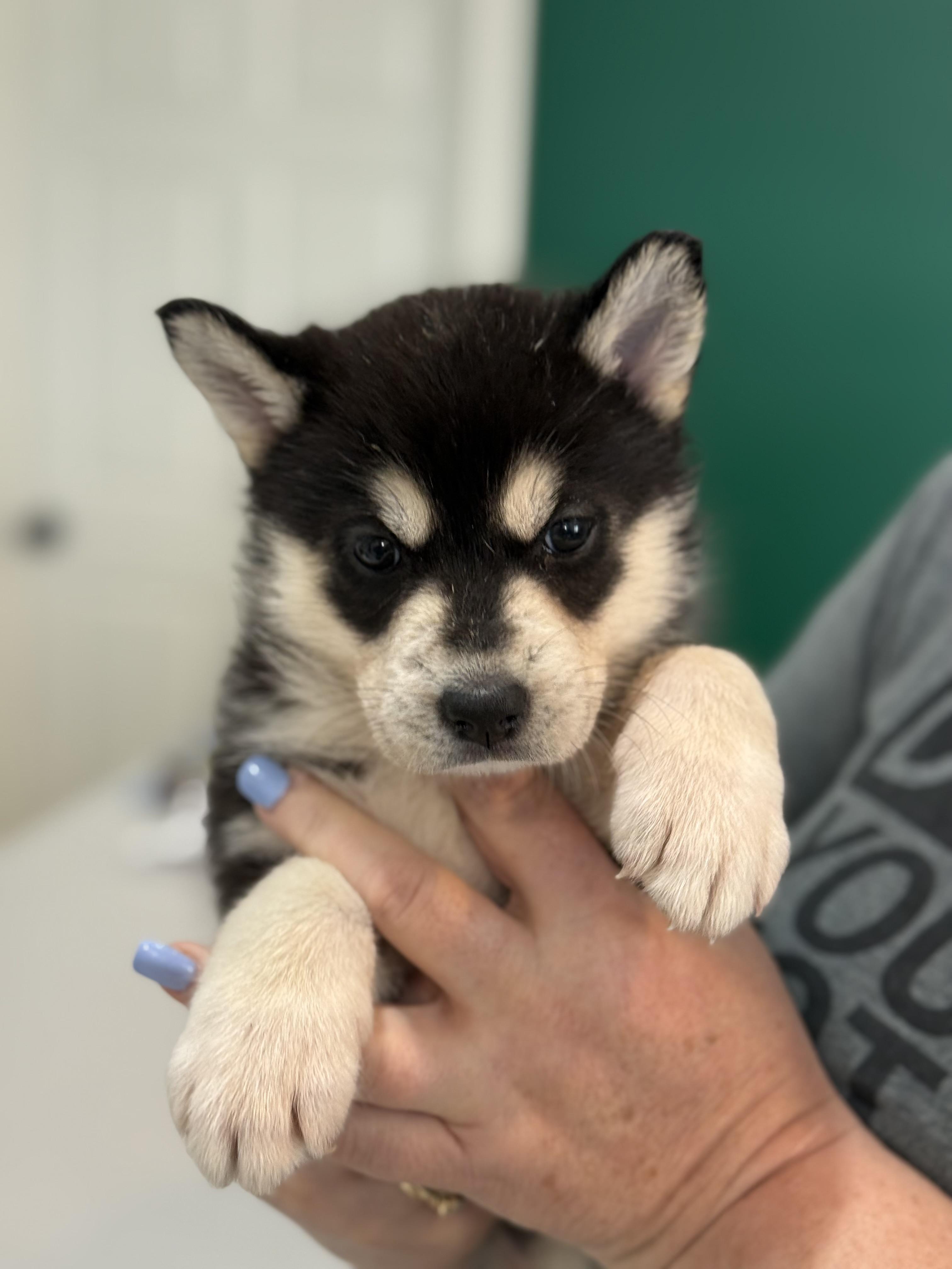 Juneau