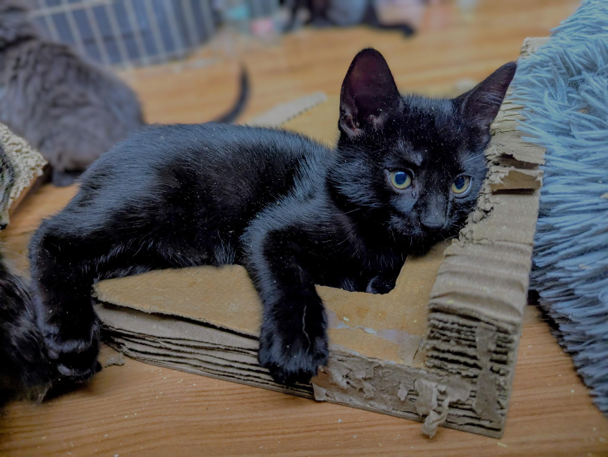 Jellybean, a Adopted Domestic Short Hair in Kamloops, BC image 3/4