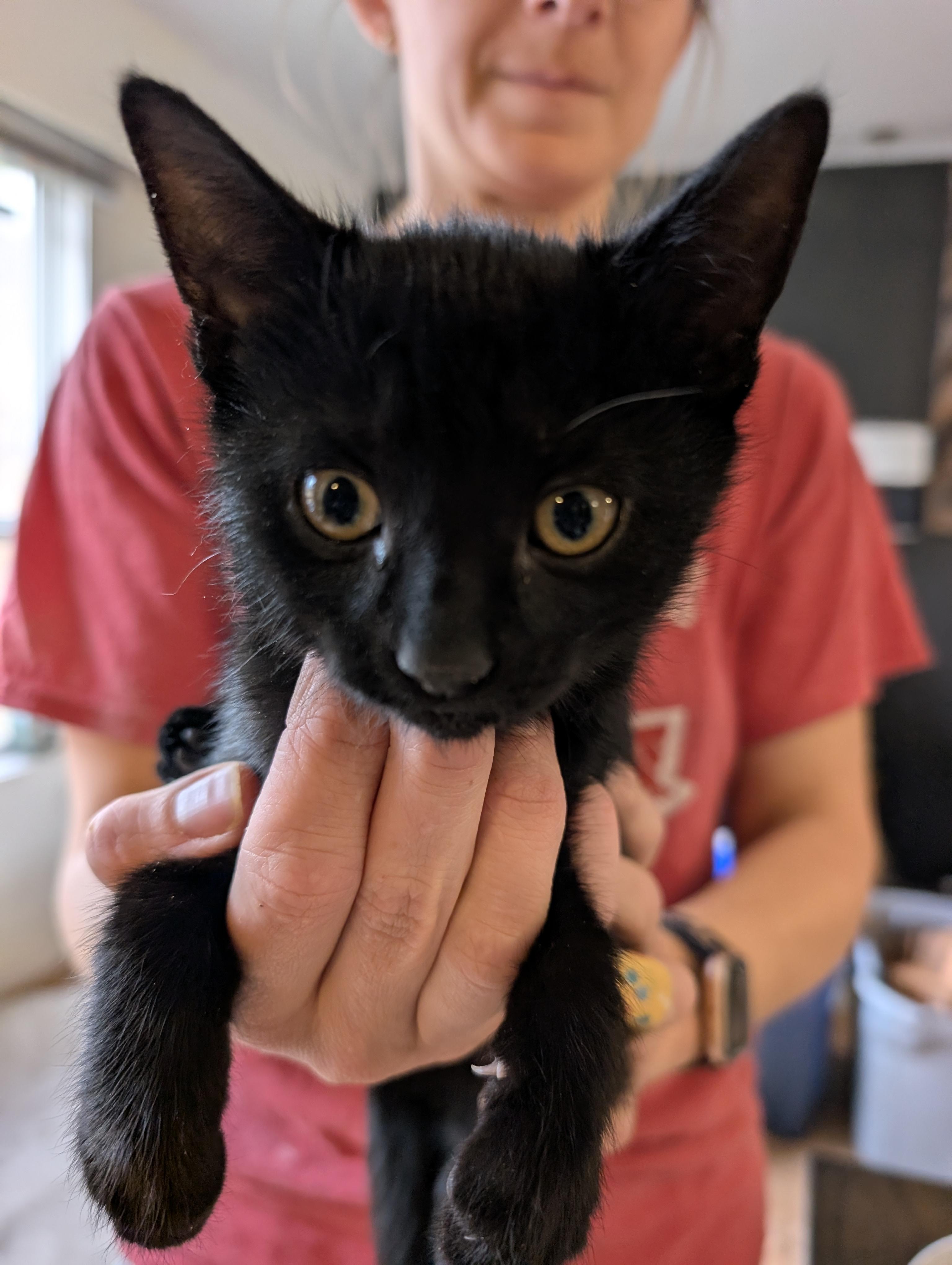 Jellybean, a Adopted Domestic Short Hair in Kamloops, BC image 4/4