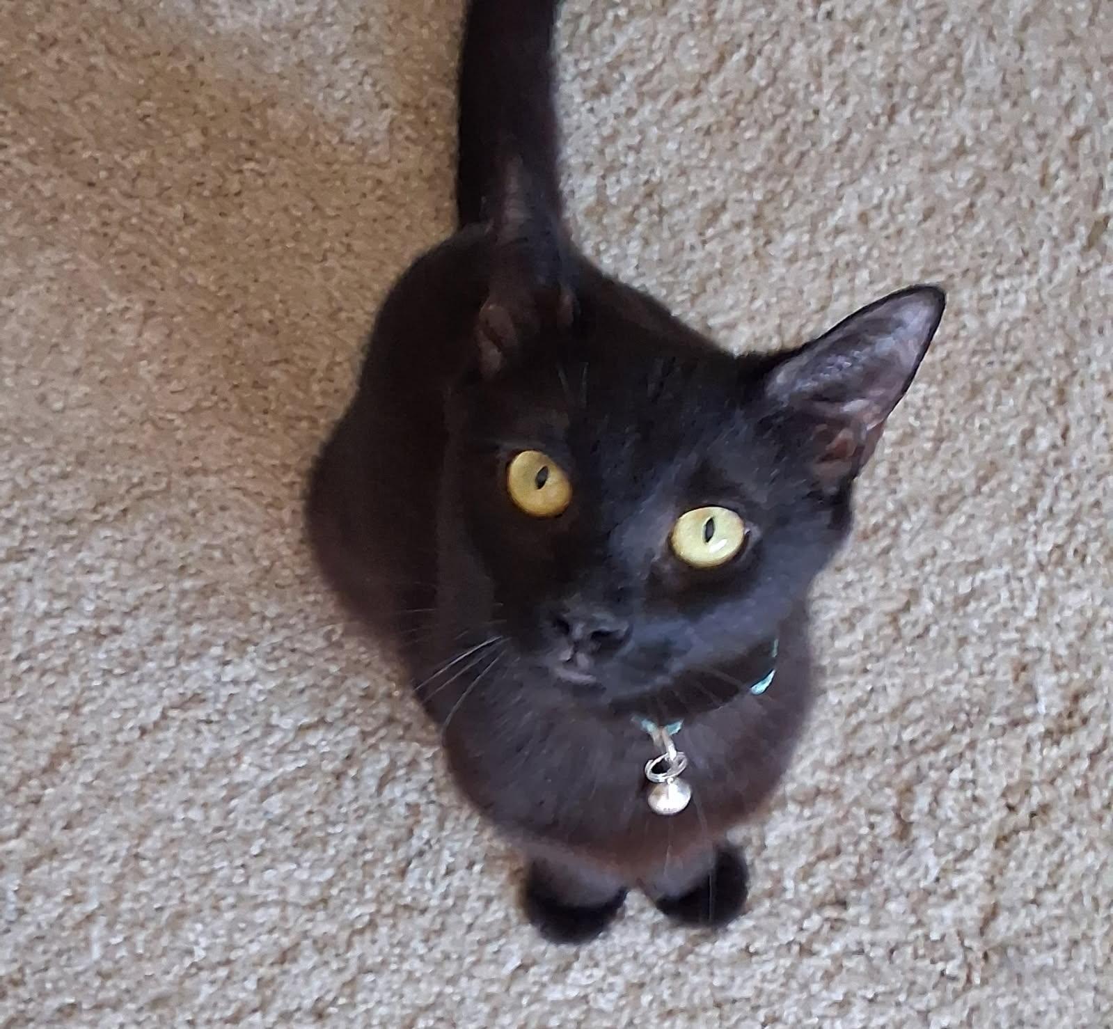 Enlarge Halle (B), a Adoptable Domestic Short Hair in Porter Ranch, CA image 2/4