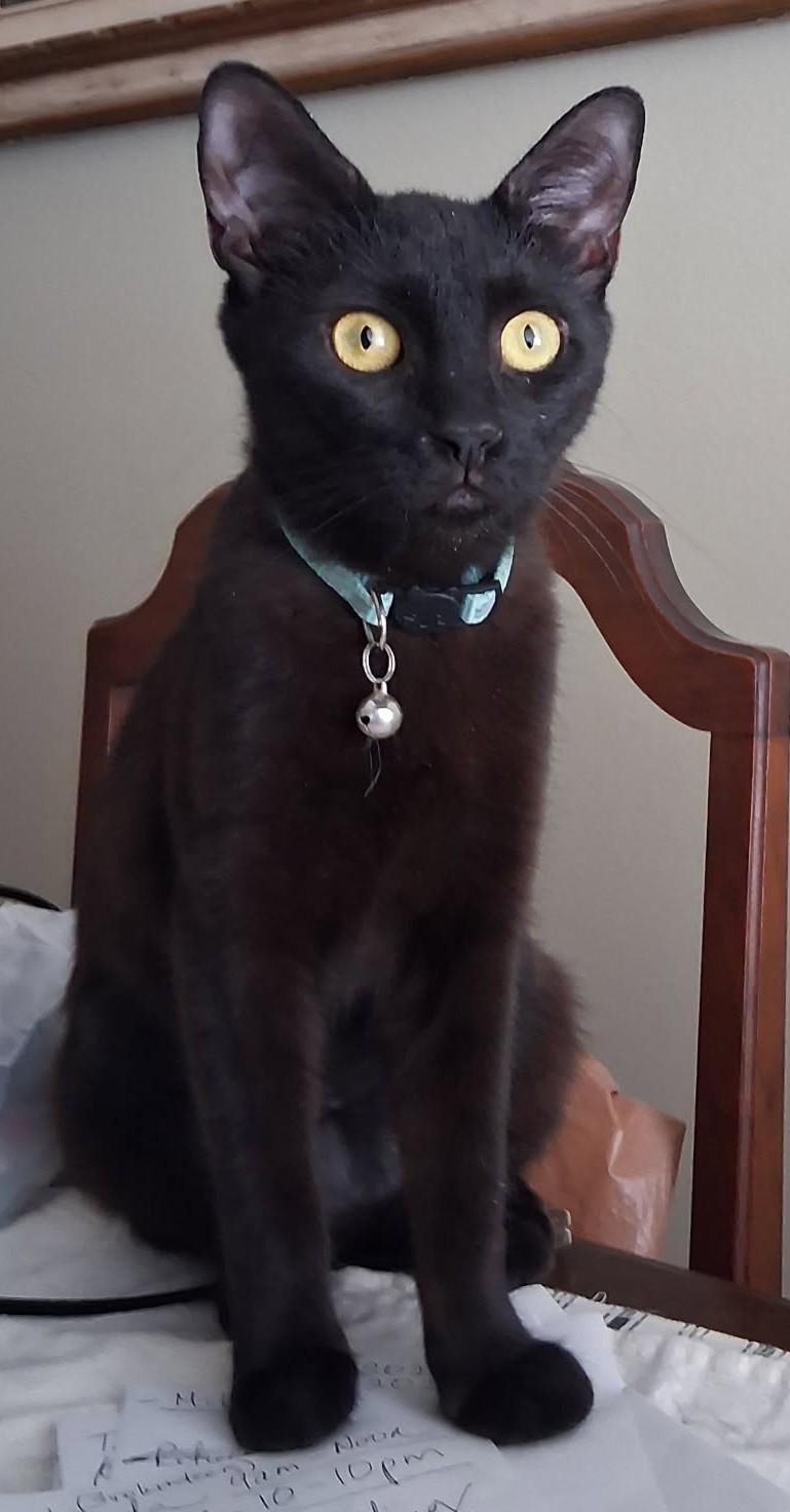 Enlarge Halle (B), a Adoptable Domestic Short Hair in Porter Ranch, CA image 3/4