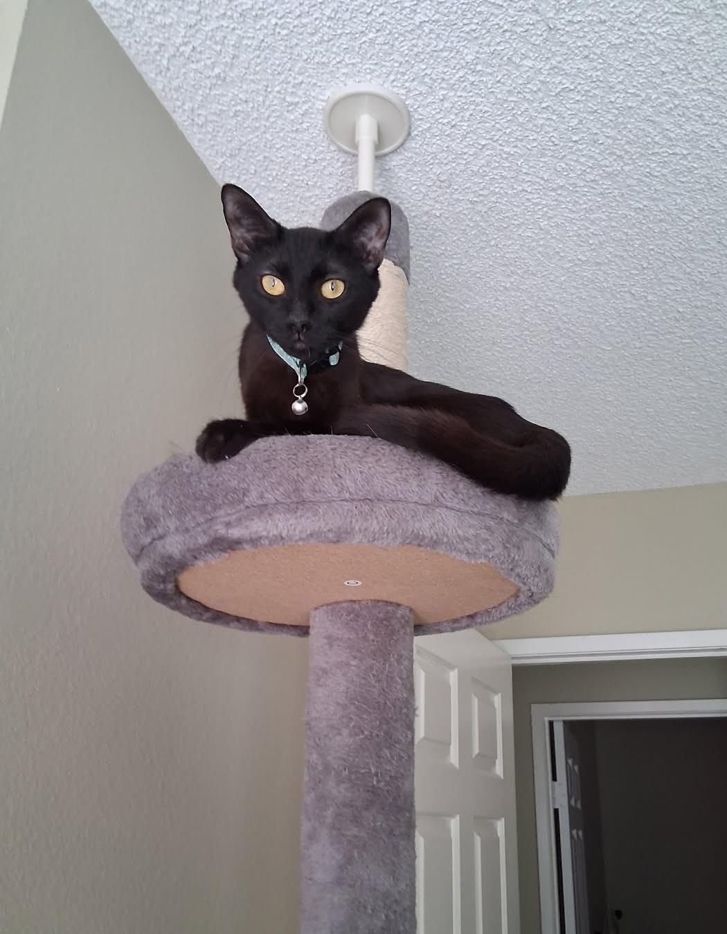 Enlarge Halle (B), a Adoptable Domestic Short Hair in Porter Ranch, CA image 4/4