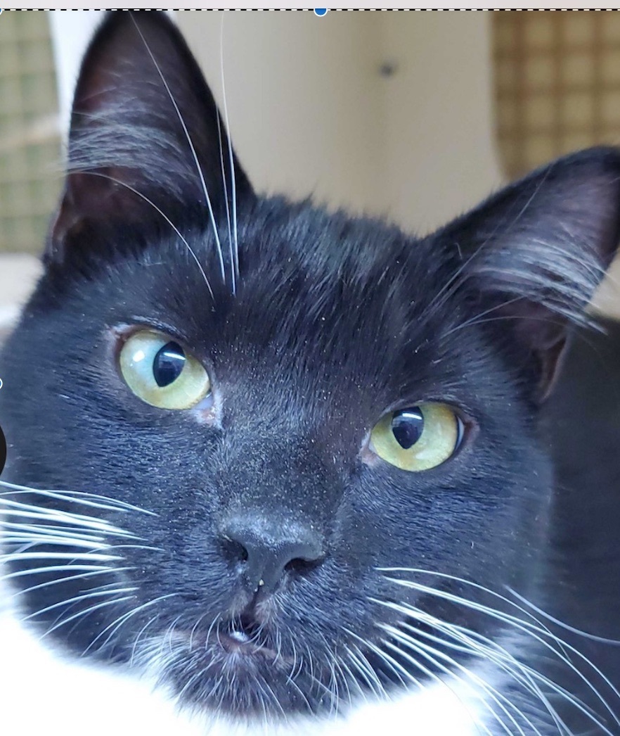 Carly, Adoptable, Young Female Domestic Short Hair.