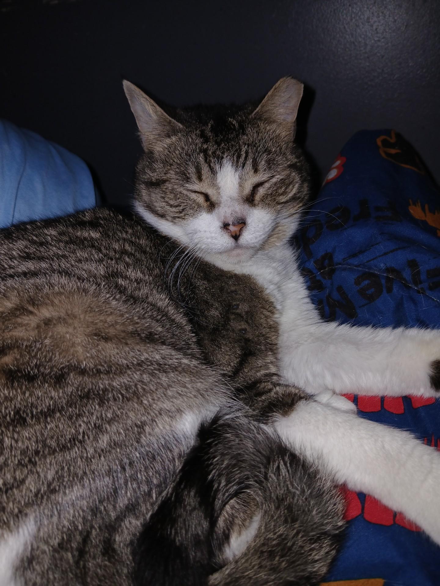 Clyde, Adoptable, Adult Female American Shorthair.