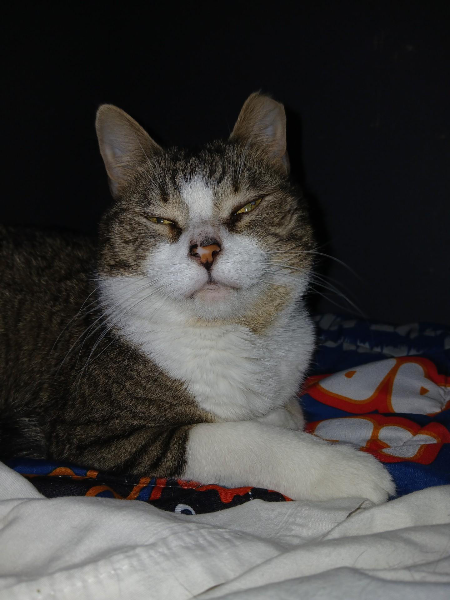 Clyde, a Adoptable American Shorthair in Nutley, NJ image 2/2