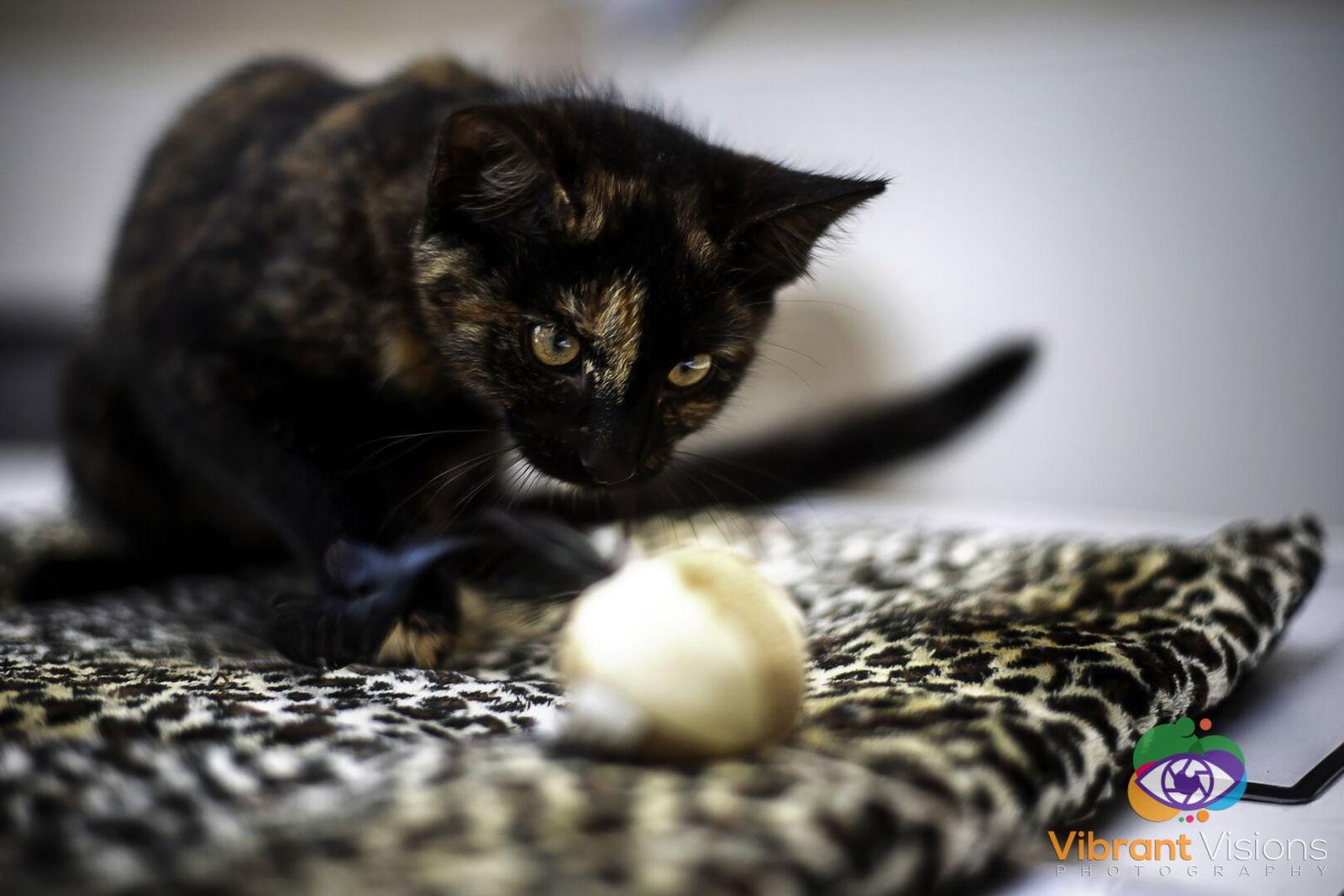 Kitten, Adopted, Kitten Female Domestic Short Hair & Tortoiseshell.