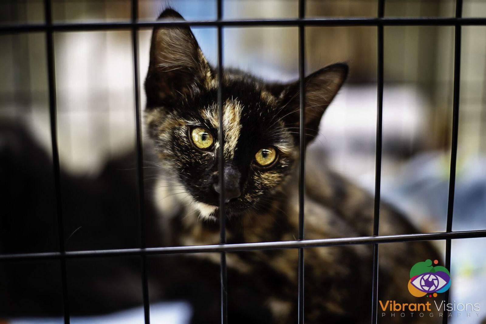 Enlarge Kitten, a Adopted mixed breed in Melbourne, FL image 2/2