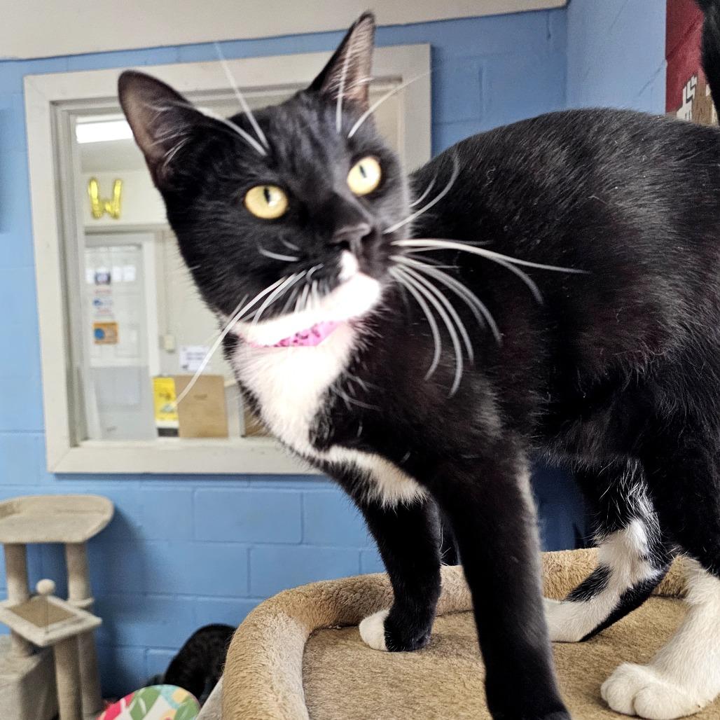 Enlarge Ruby, a Adoptable Domestic Short Hair in Laredo, TX image 1/6