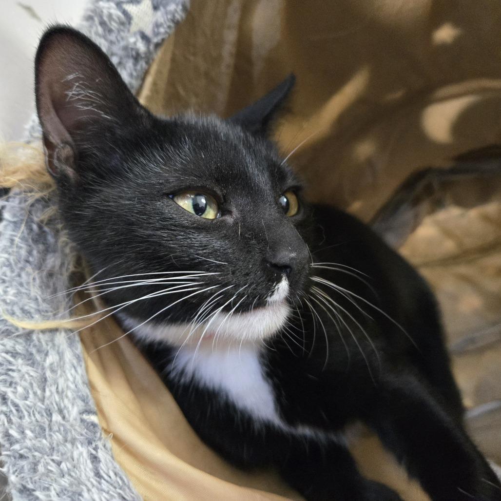 Enlarge Ruby, a Adoptable Domestic Short Hair in Laredo, TX image 3/6