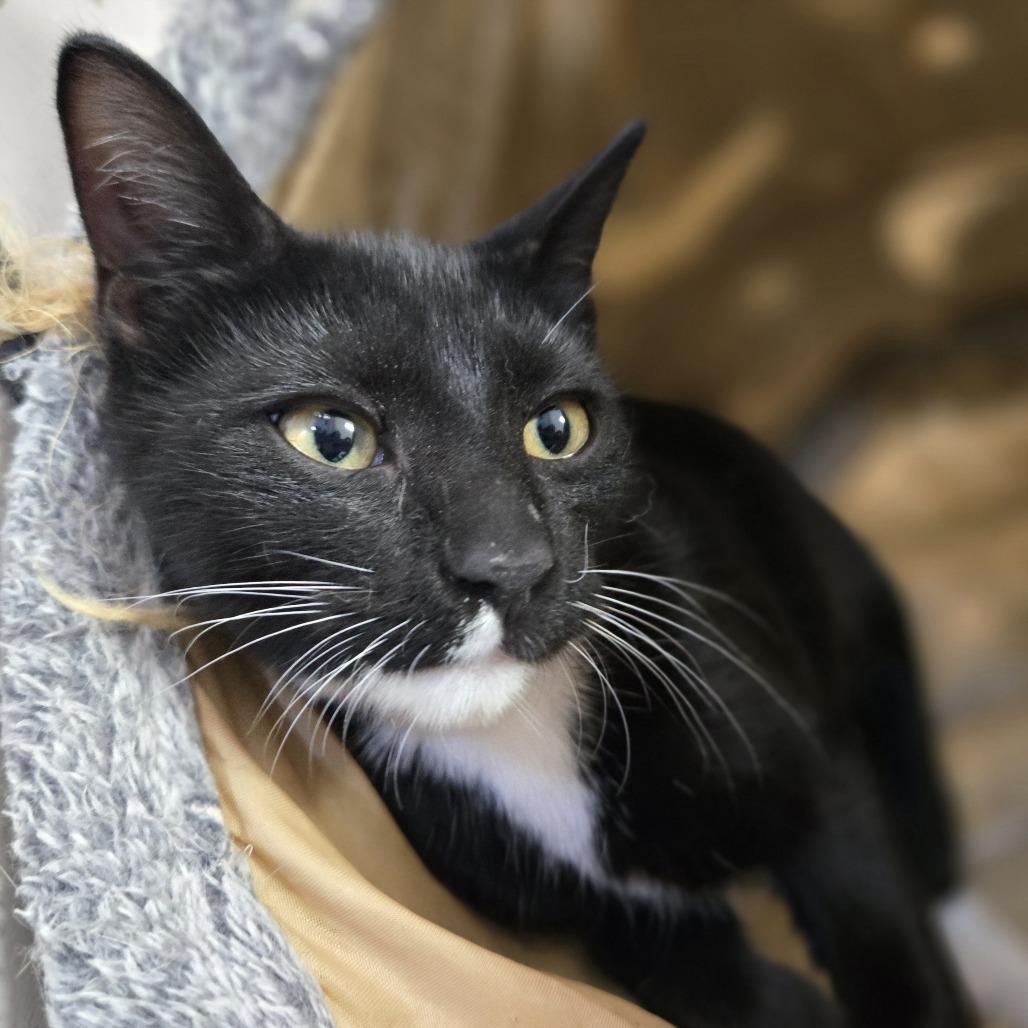 Enlarge Ruby, a Adoptable Domestic Short Hair in Laredo, TX image 4/6