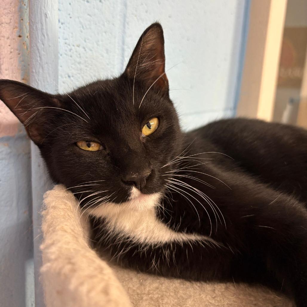 Enlarge Ruby, a Adoptable Domestic Short Hair in Laredo, TX image 5/6