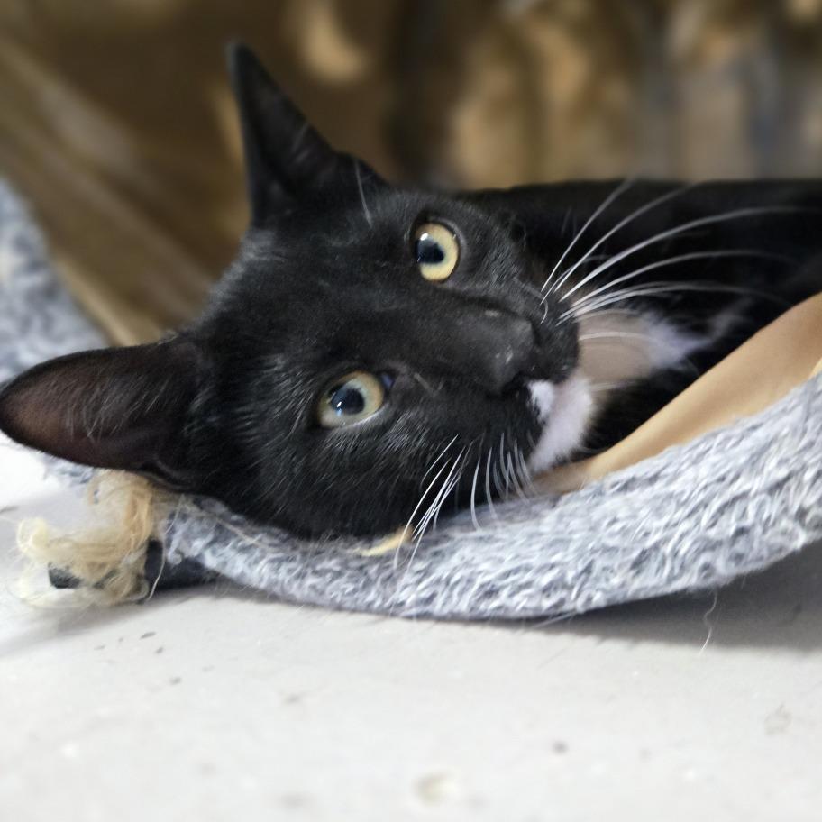 Enlarge Ruby, a Adoptable Domestic Short Hair in Laredo, TX image 6/6