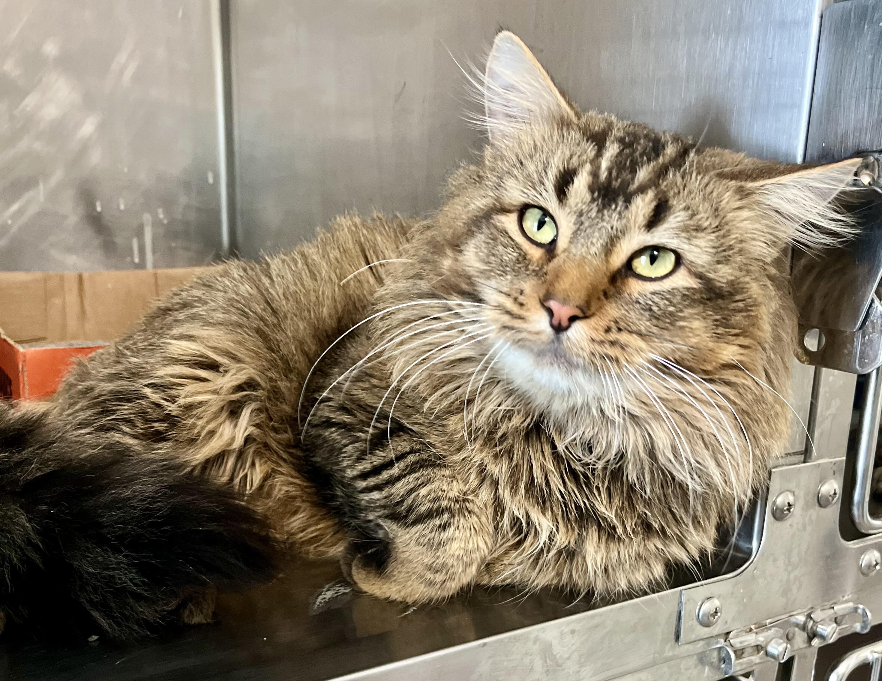 Frank the Tank, adopted, Adult Male Domestic Long Hair.