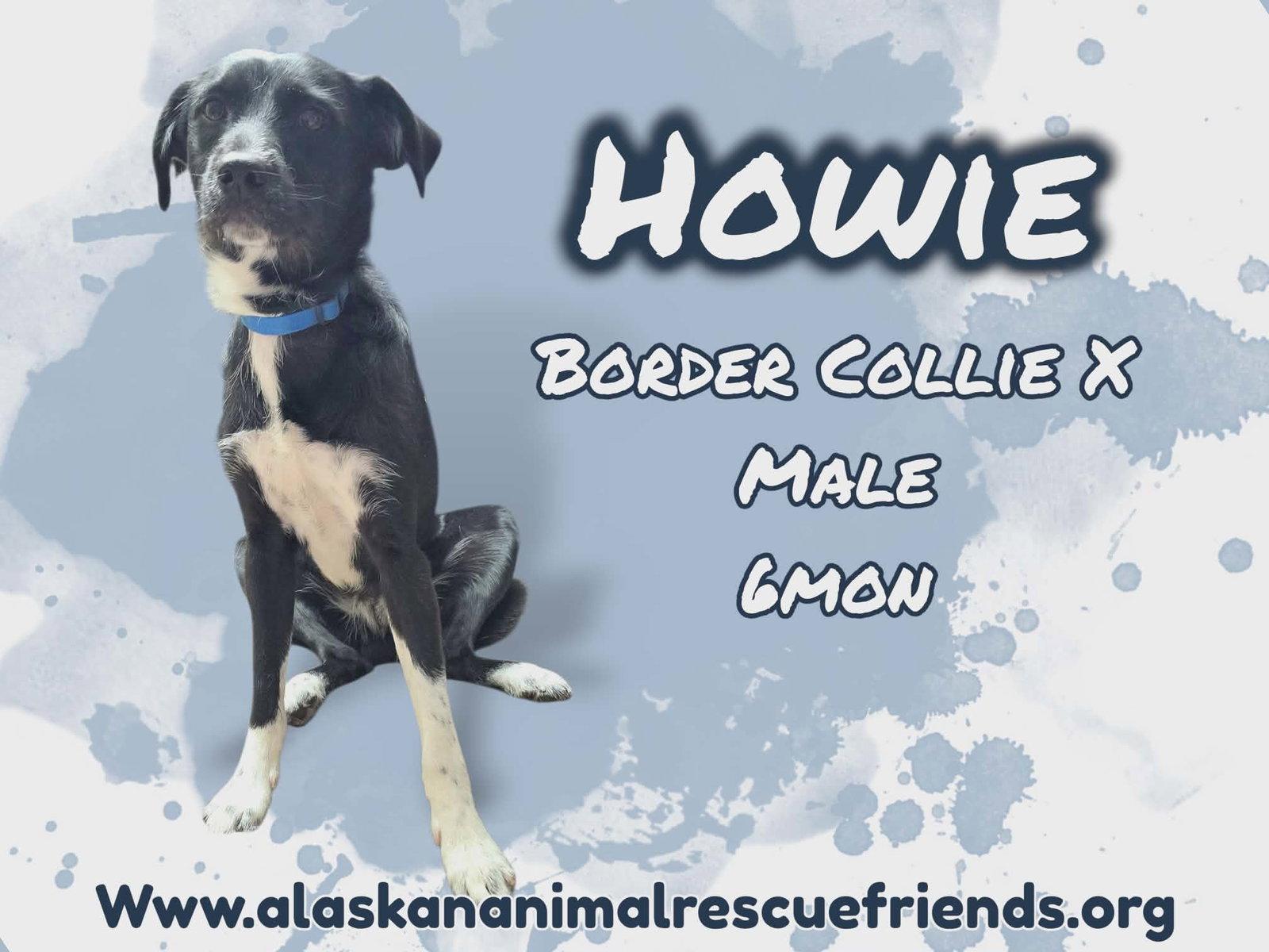 Howie, Adoptable, Young Male Border Collie.