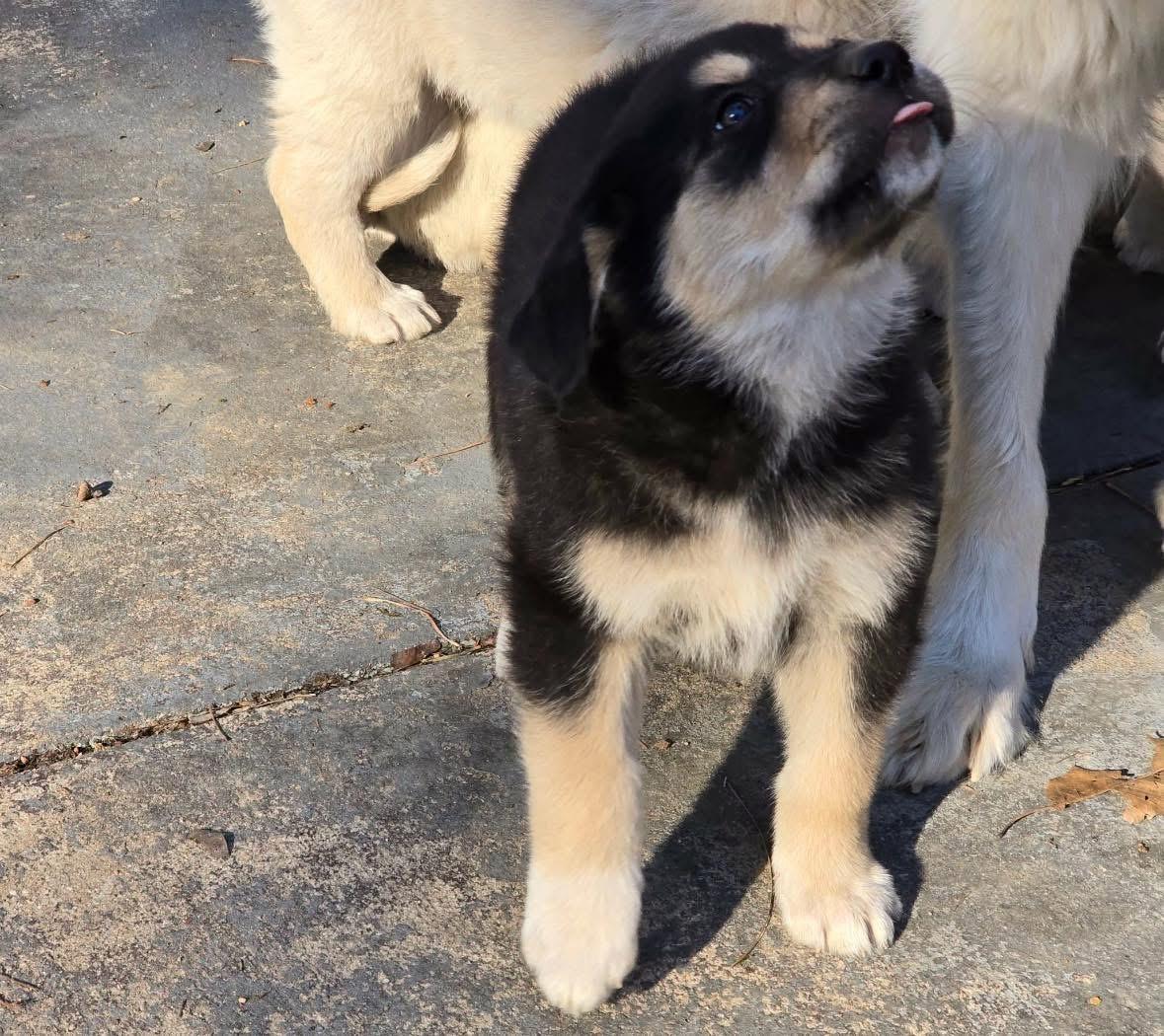 Enlarge Missy, an adopted mixed breed in Hagerstown, MD image 5/5