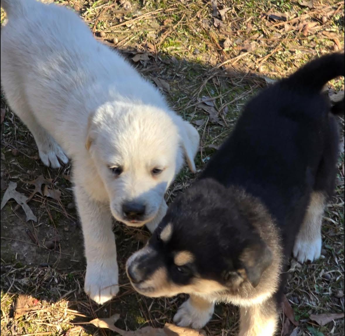 Enlarge Missy, an adopted mixed breed in Hagerstown, MD image 2/5