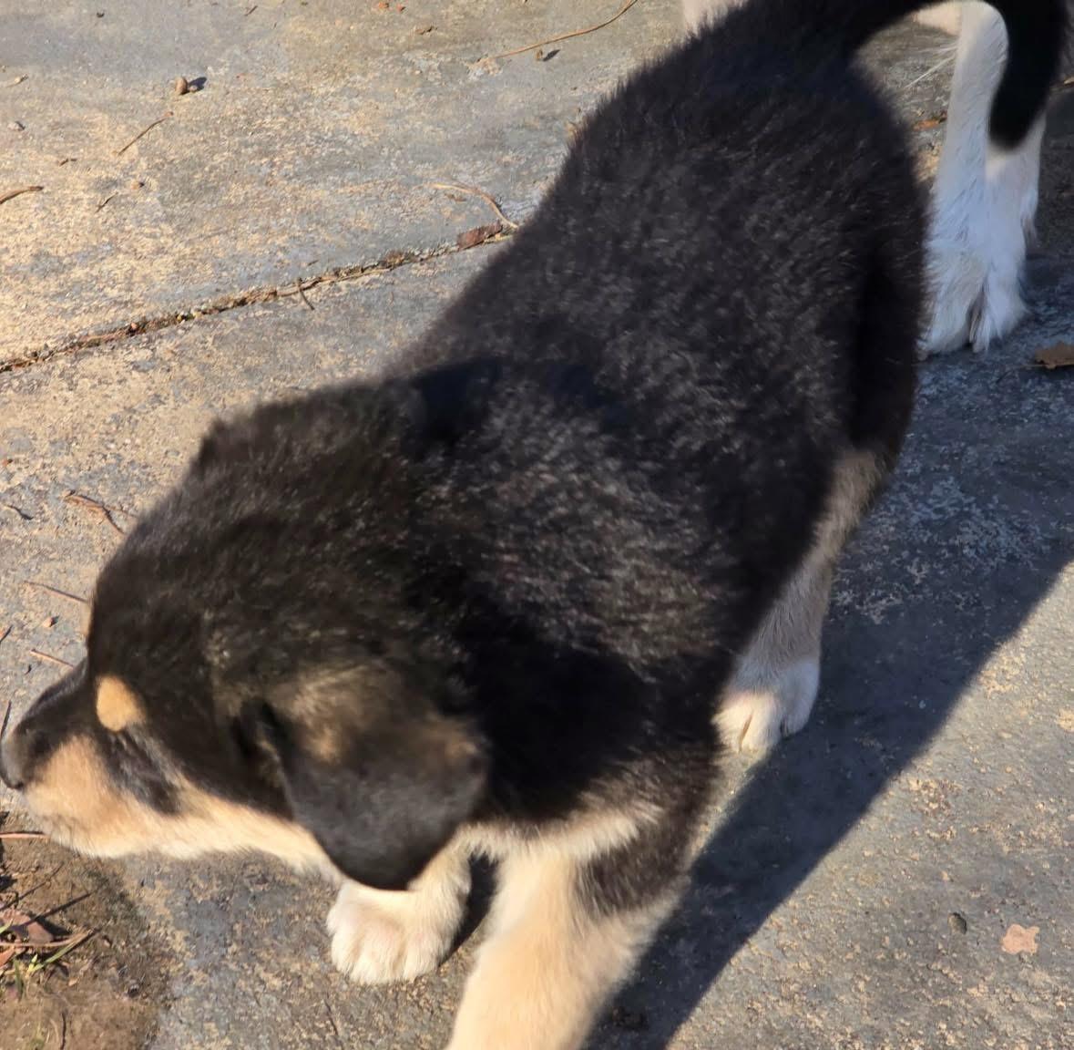 Enlarge Missy, an adopted mixed breed in Hagerstown, MD image 3/5