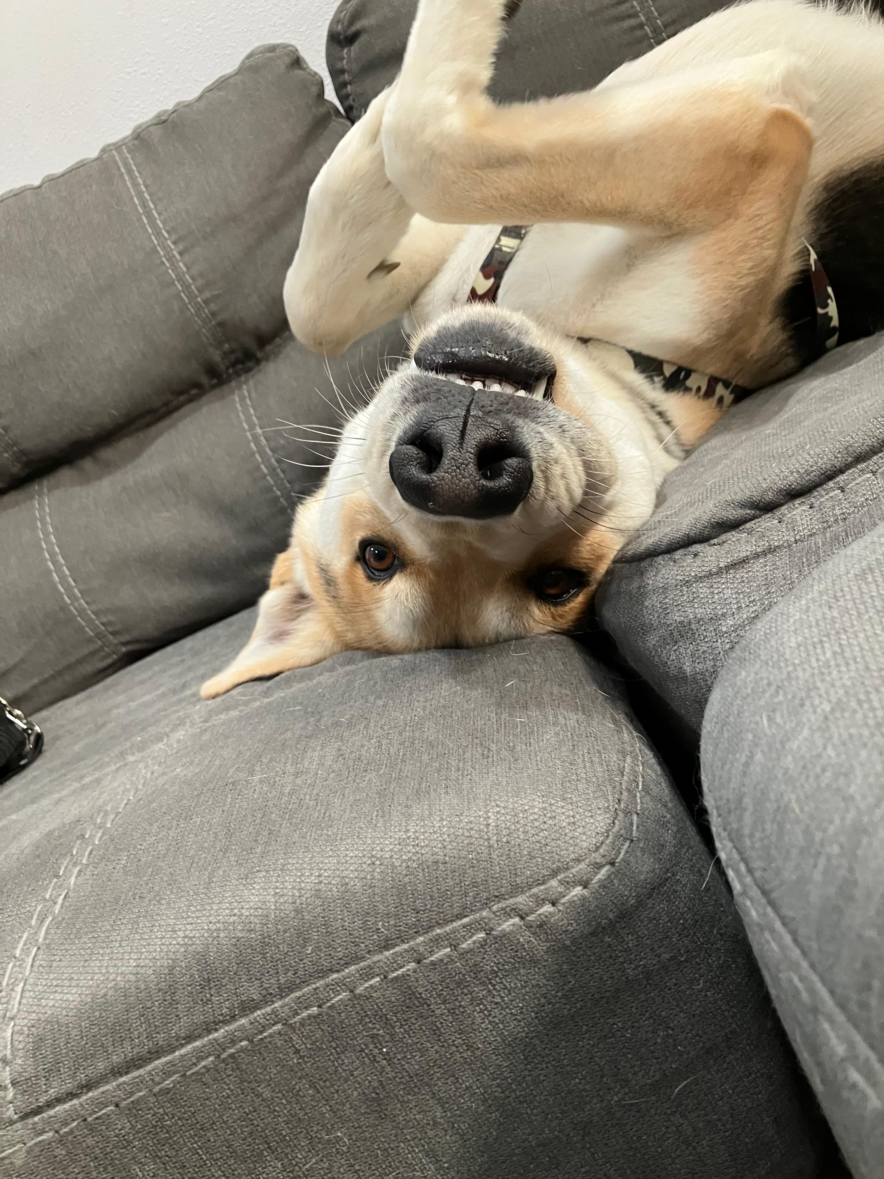 Enlarge Finn, a ADOPTABLE German Shepherd Dog in Cedar City, UT image 4/6