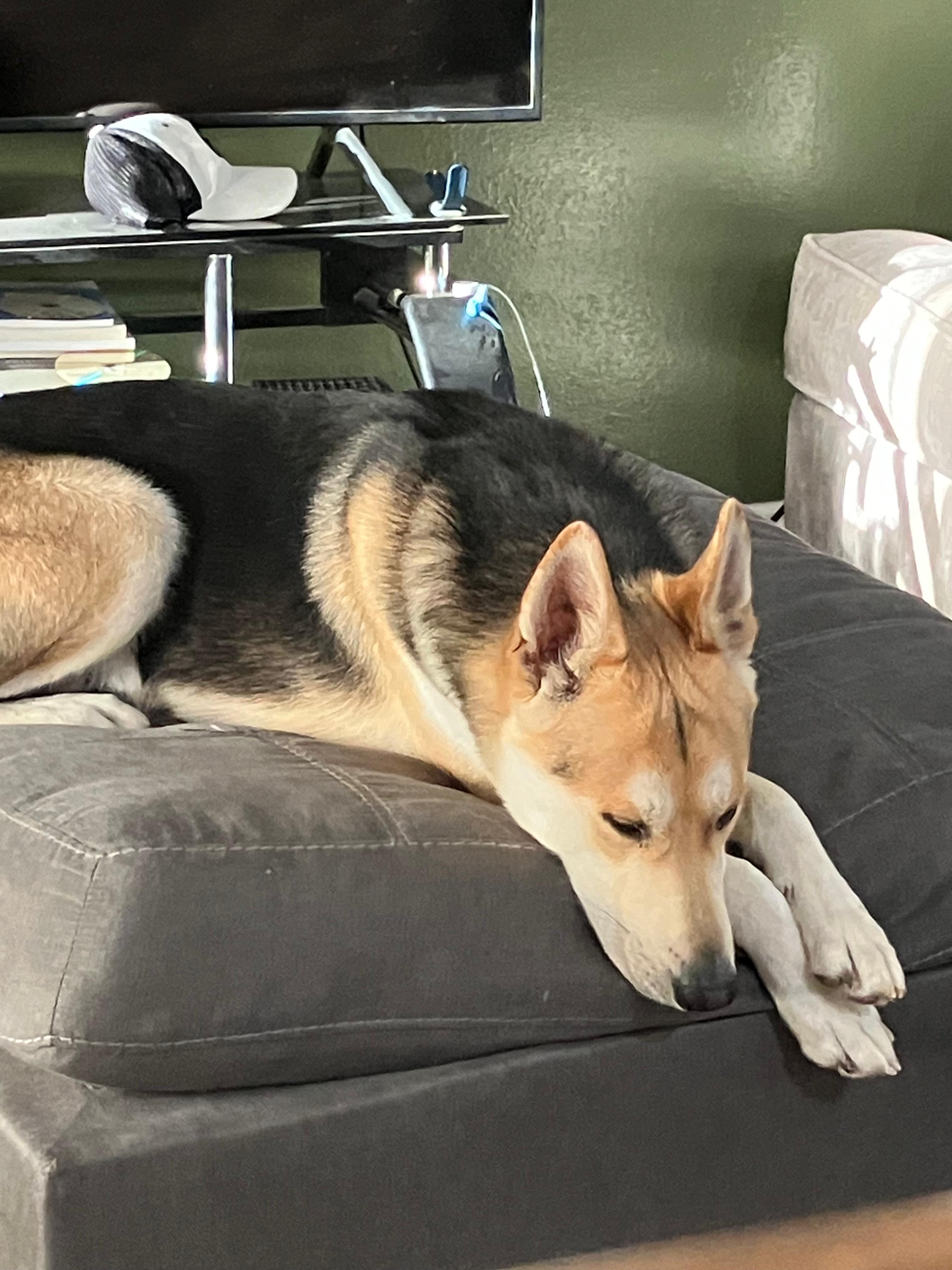 Enlarge Finn, a ADOPTABLE German Shepherd Dog in Cedar City, UT image 3/6