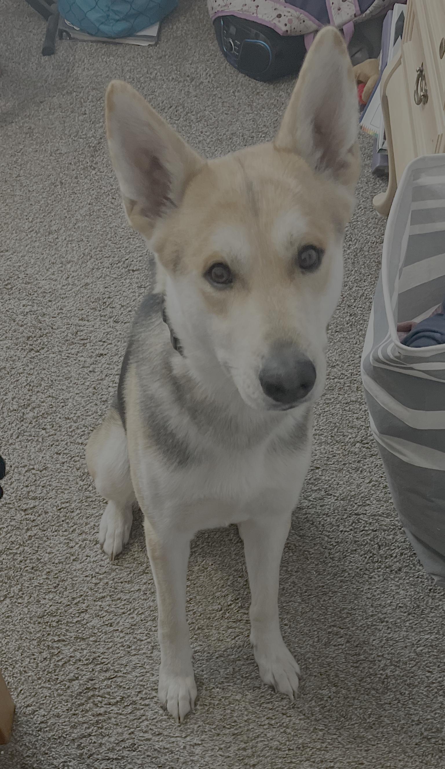 Enlarge Finn, a ADOPTABLE German Shepherd Dog in Cedar City, UT image 6/6