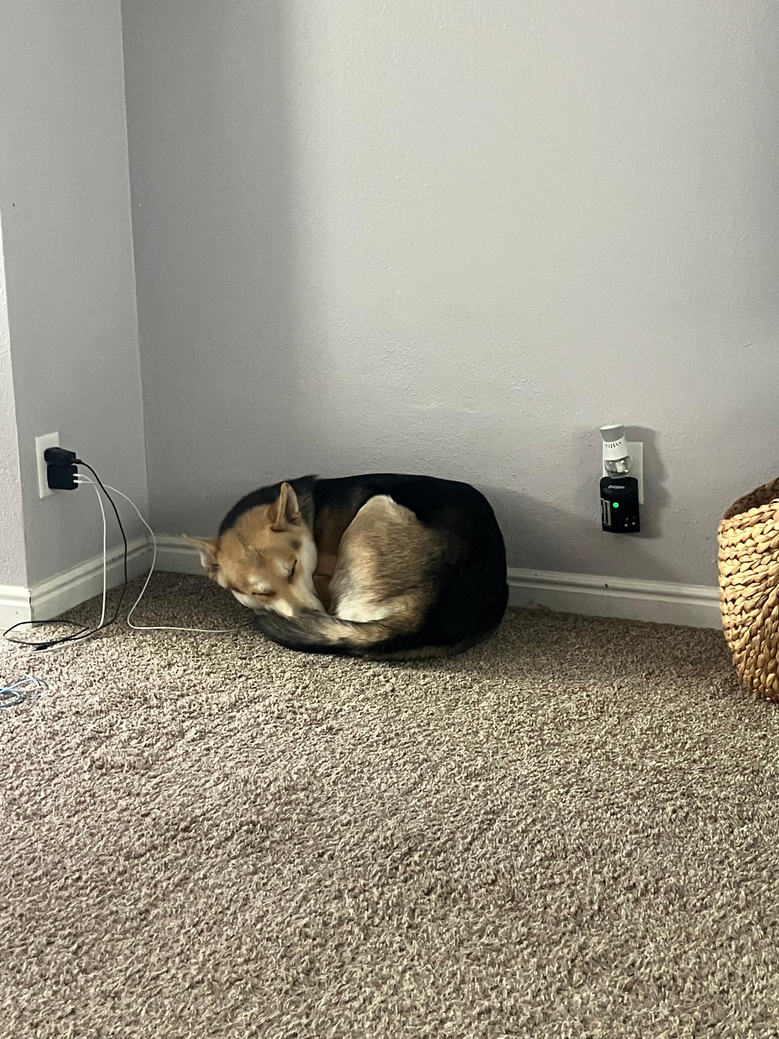 Enlarge Finn, a ADOPTABLE German Shepherd Dog in Cedar City, UT image 5/6