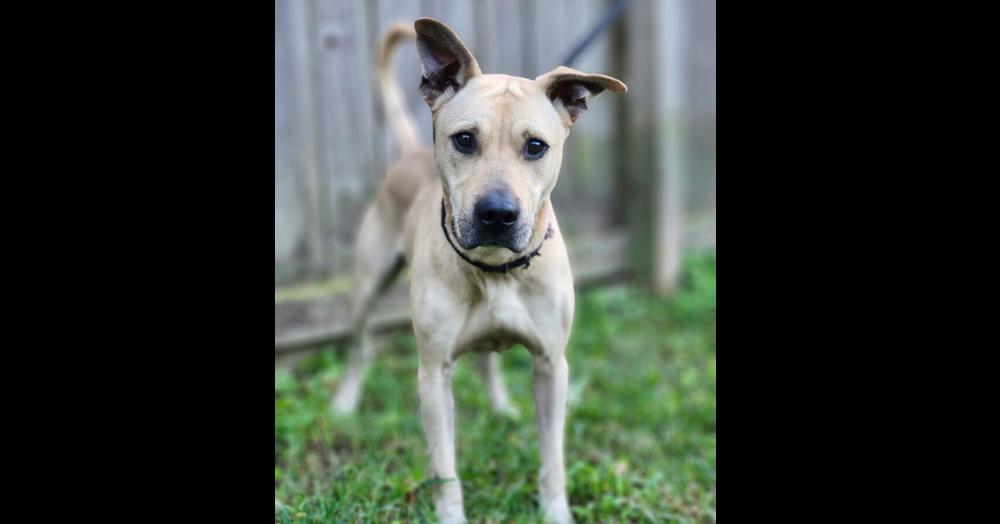 Enlarge Scrappy, a Adoptable mixed breed in Oswego, IL image 1/6