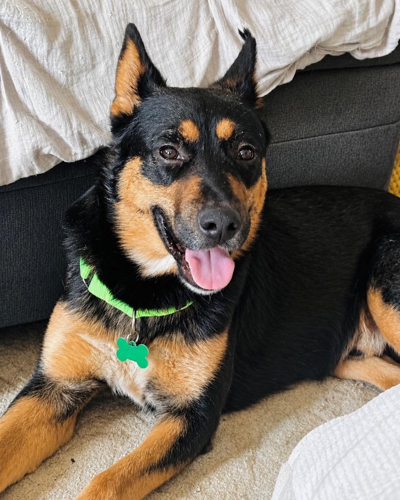 Drake, Adoptable, Young Male Australian Kelpie & Shepherd.