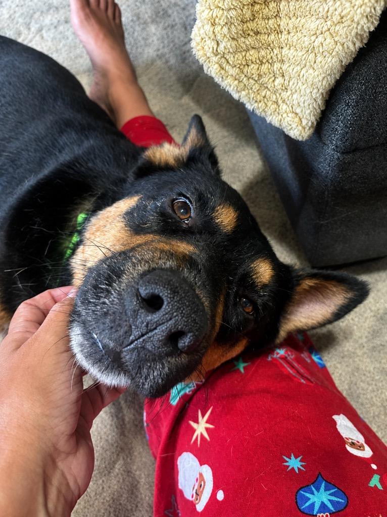 Enlarge Drake, a Adoptable mixed breed in Princeton, MA image 2/6