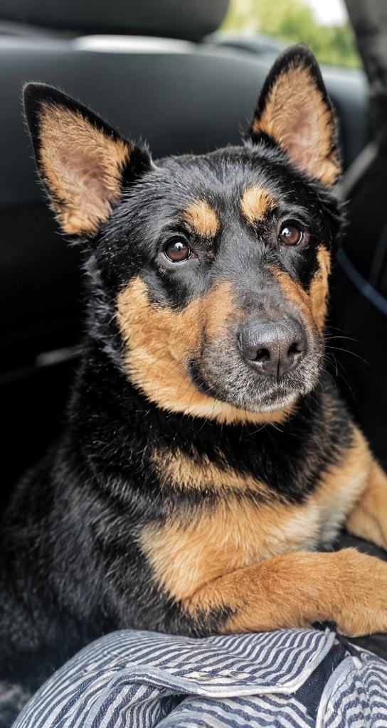 Enlarge Drake, a Adoptable mixed breed in Princeton, MA image 3/6