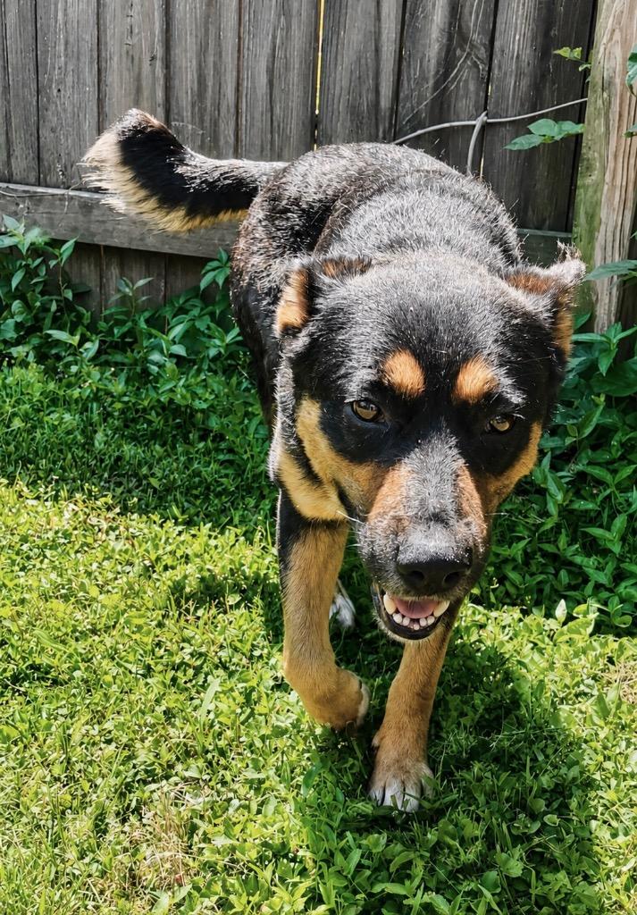 Enlarge Drake, a Adoptable mixed breed in Princeton, MA image 4/6