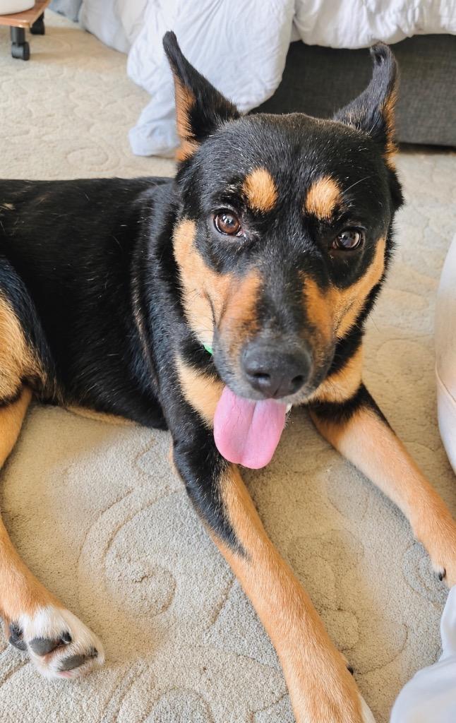 Enlarge Drake, a Adoptable mixed breed in Princeton, MA image 5/6