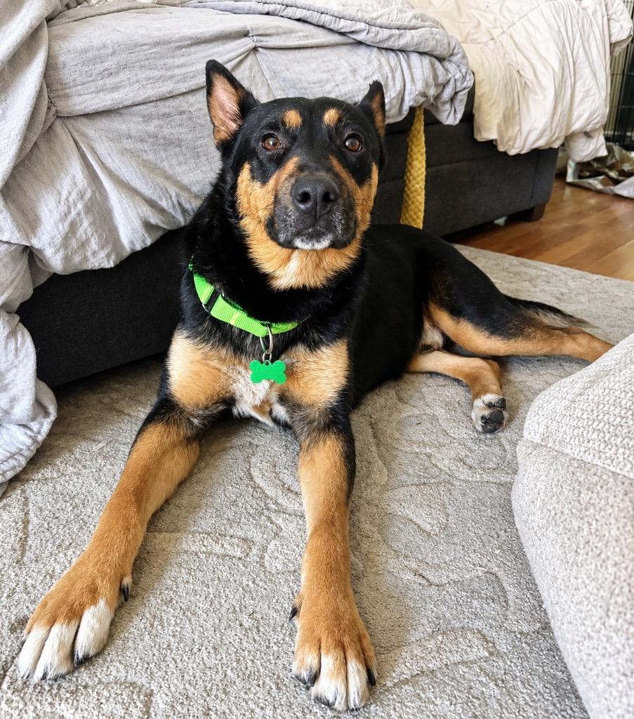 Enlarge Drake, a Adoptable mixed breed in Princeton, MA image 6/6