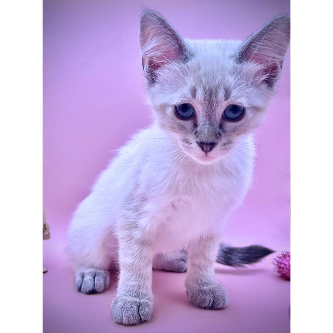 Lucy