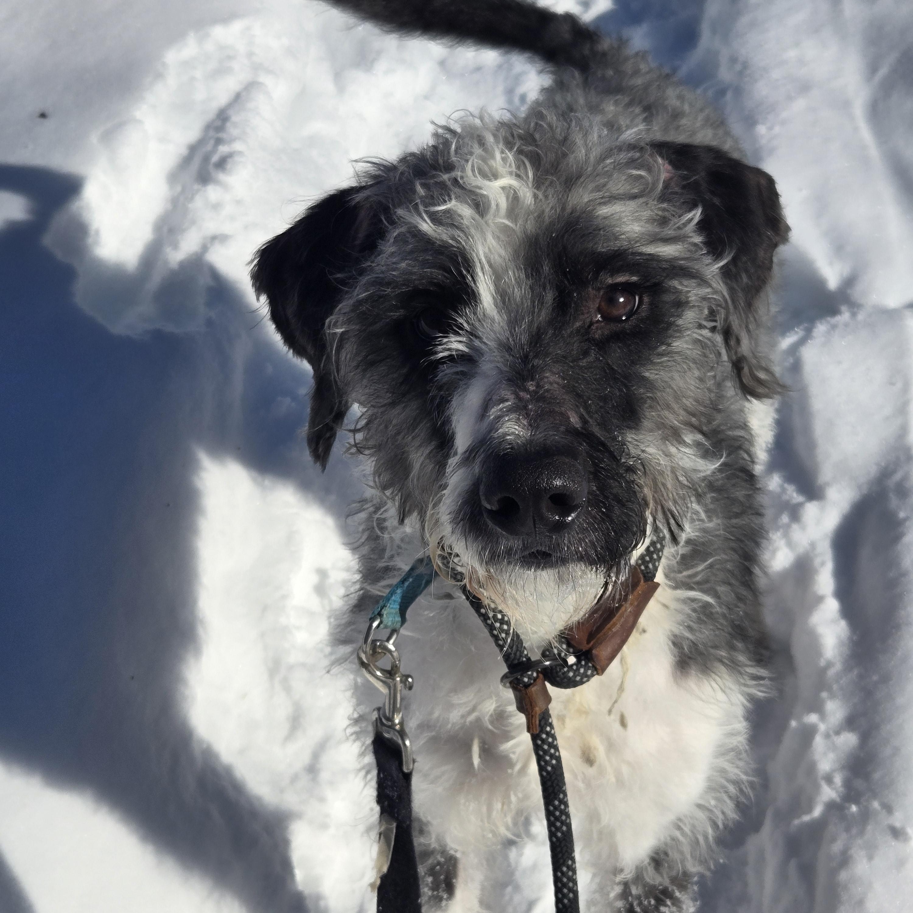 Enlarge Rory, a ADOPTABLE mixed breed in Concord, OH image 5/5