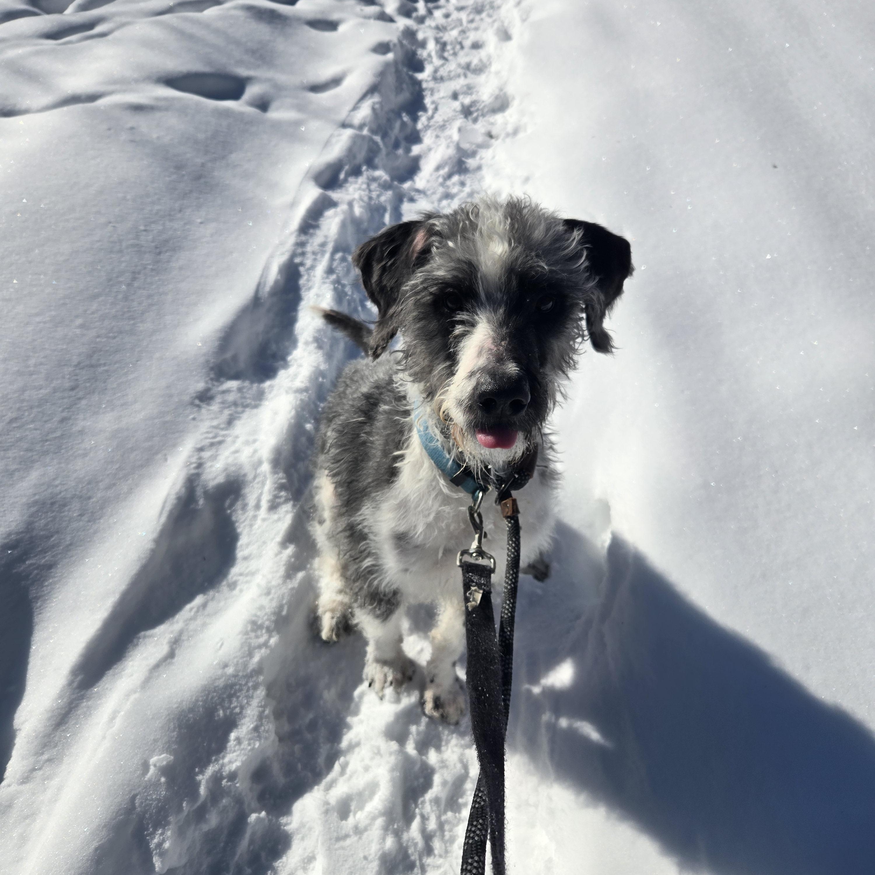 Enlarge Rory, a ADOPTABLE mixed breed in Concord, OH image 4/5