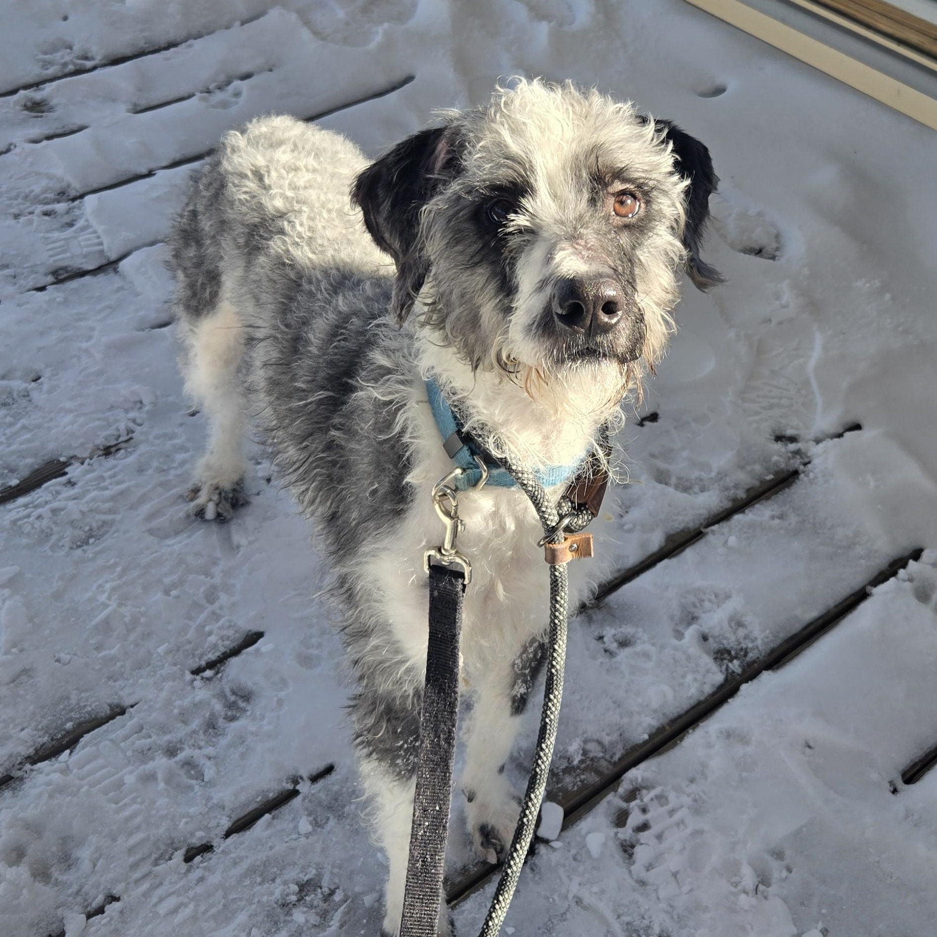 Enlarge Rory, a ADOPTABLE mixed breed in Concord, OH image 3/5