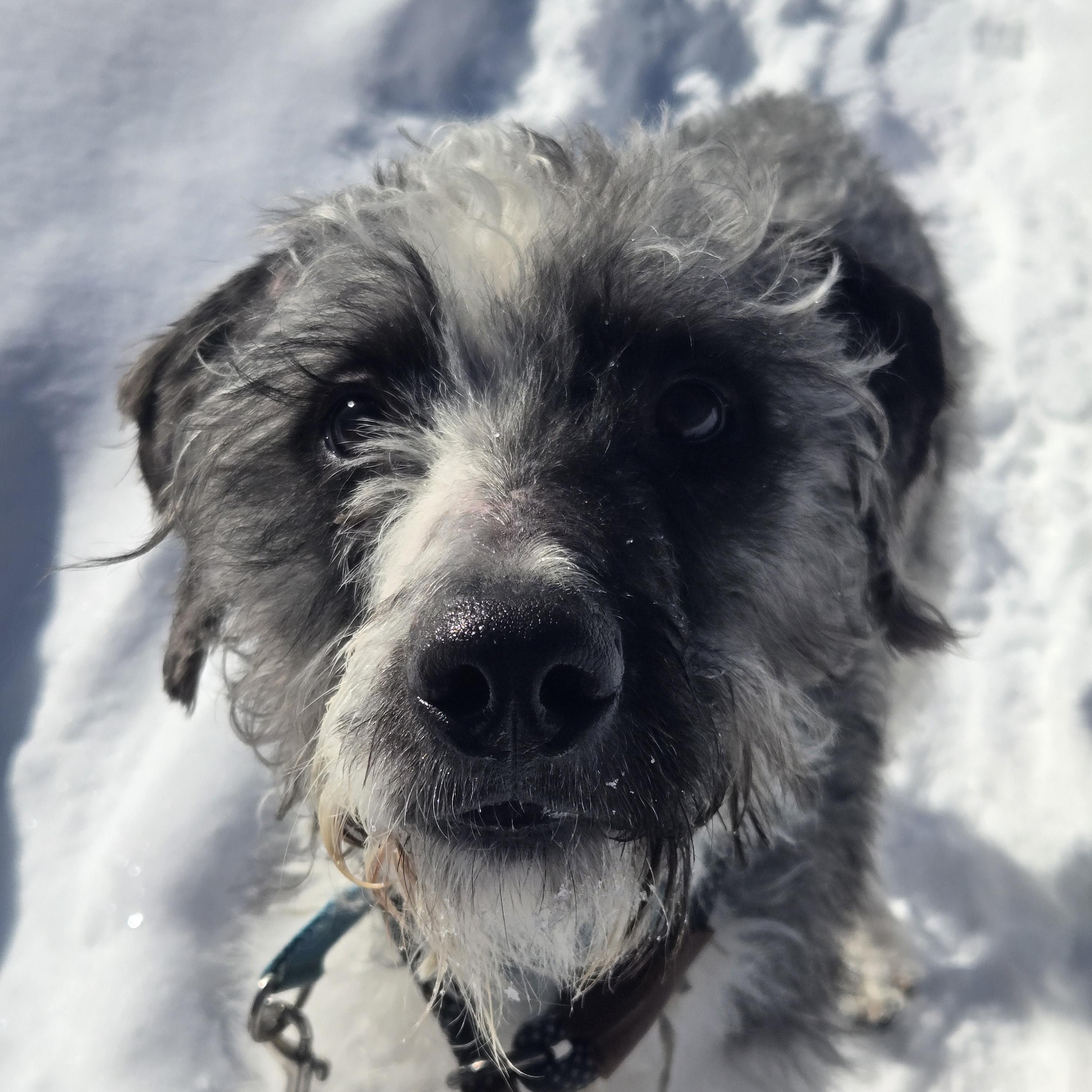 Enlarge Rory, a ADOPTABLE mixed breed in Concord, OH image 1/5