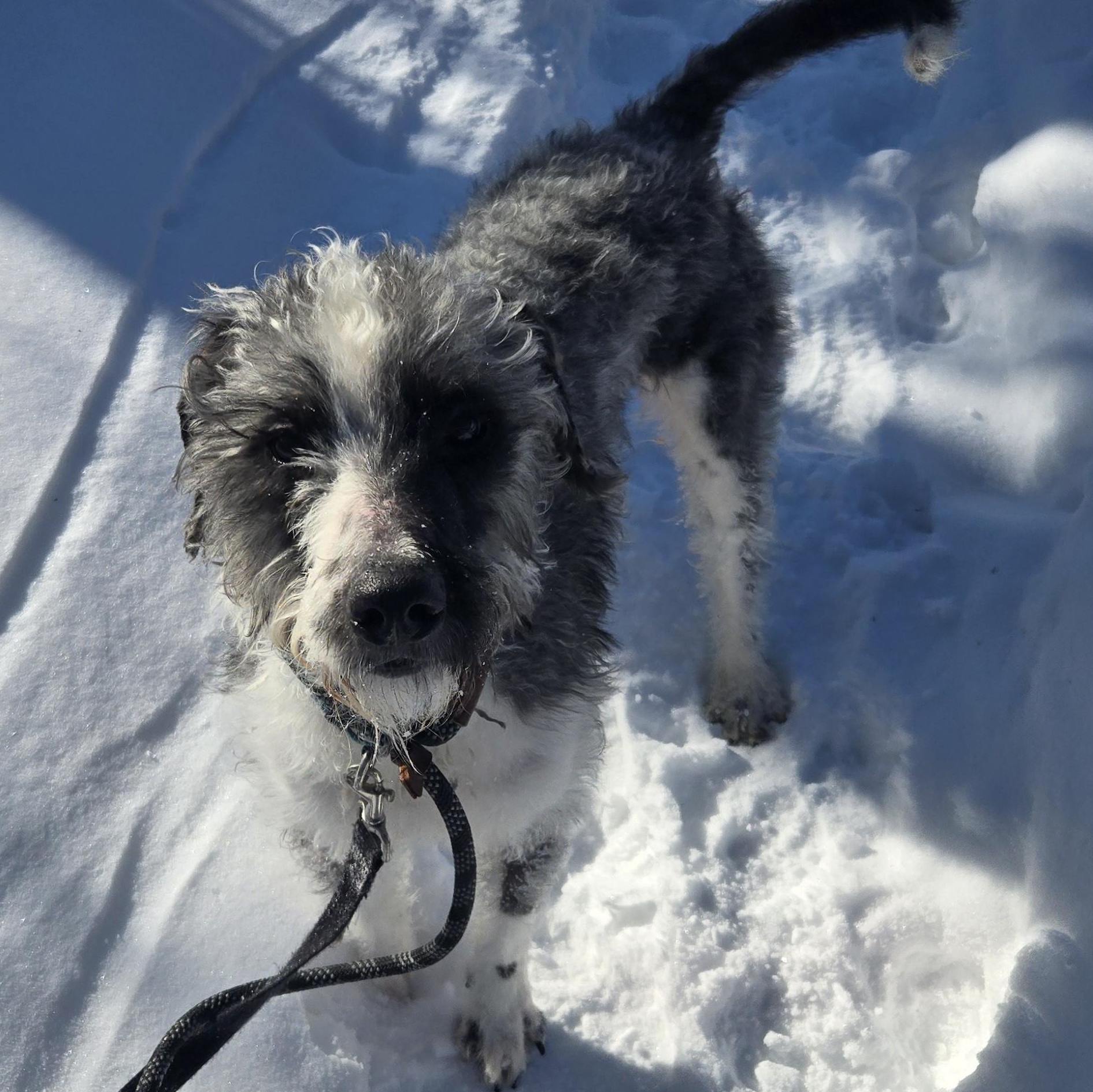 Enlarge Rory, a ADOPTABLE mixed breed in Concord, OH image 2/5