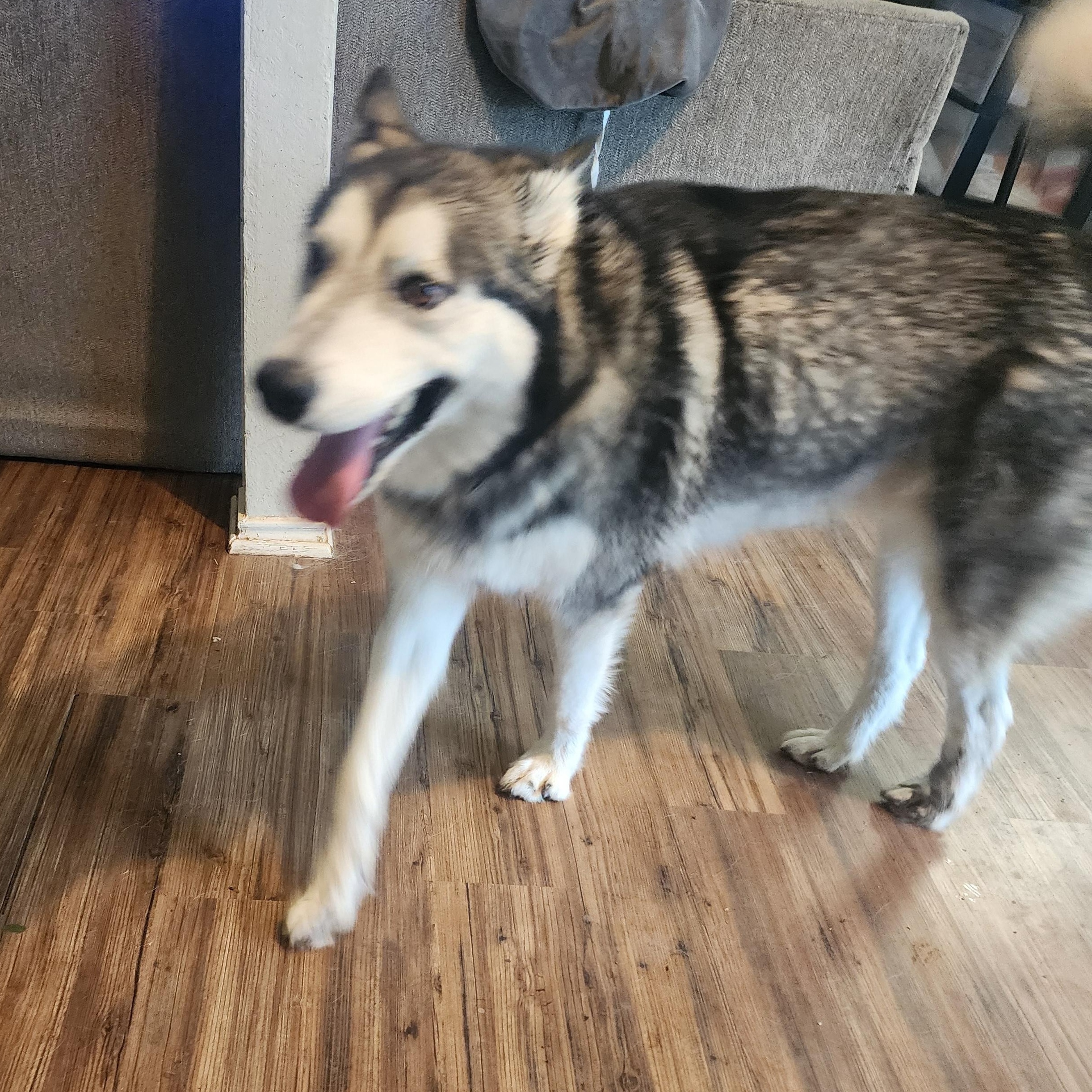 Atlas, a Adoptable mixed breed in Sachse, TX image 2/2