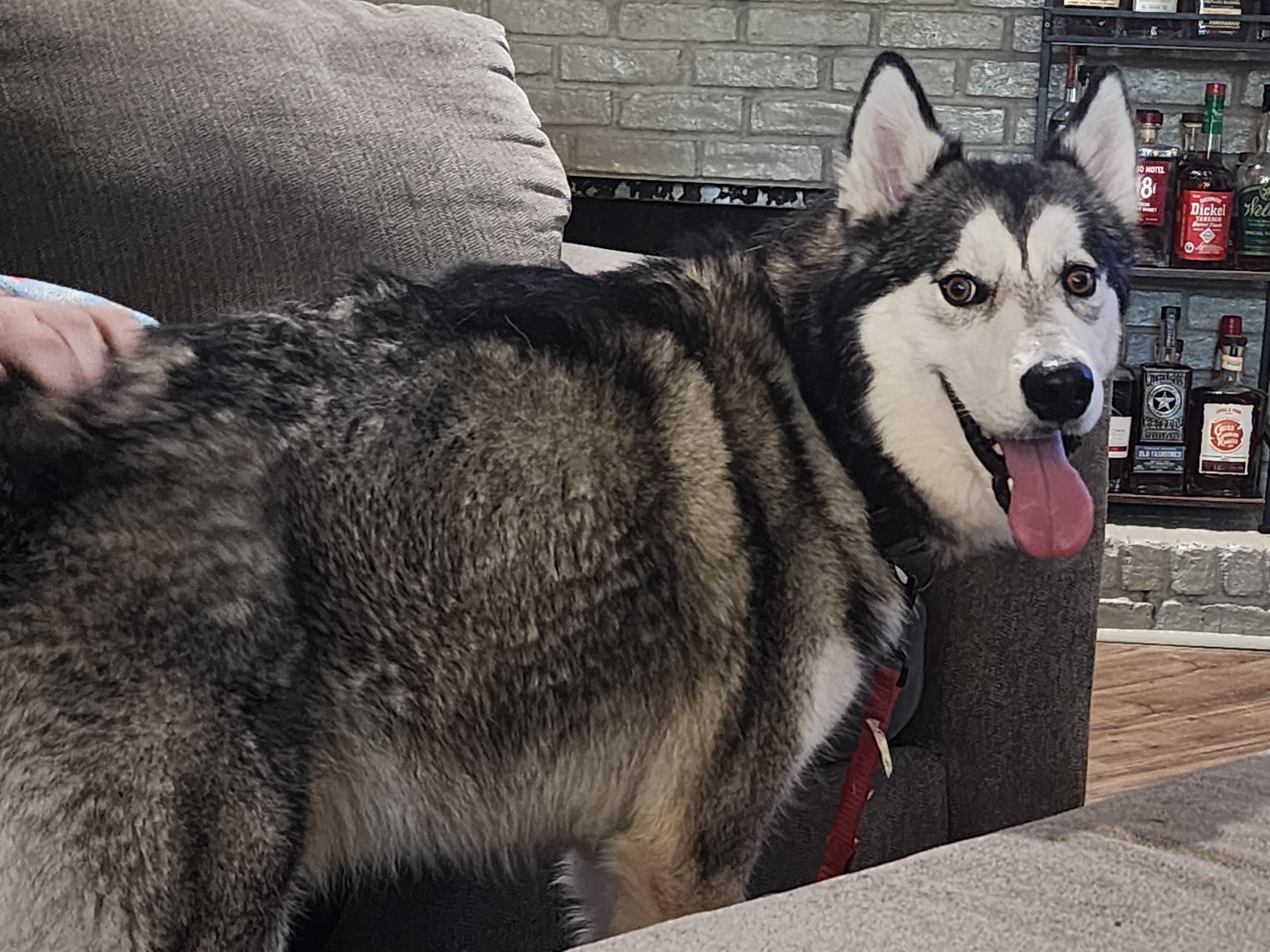 Atlas, Adoptable, Adult Male Husky.