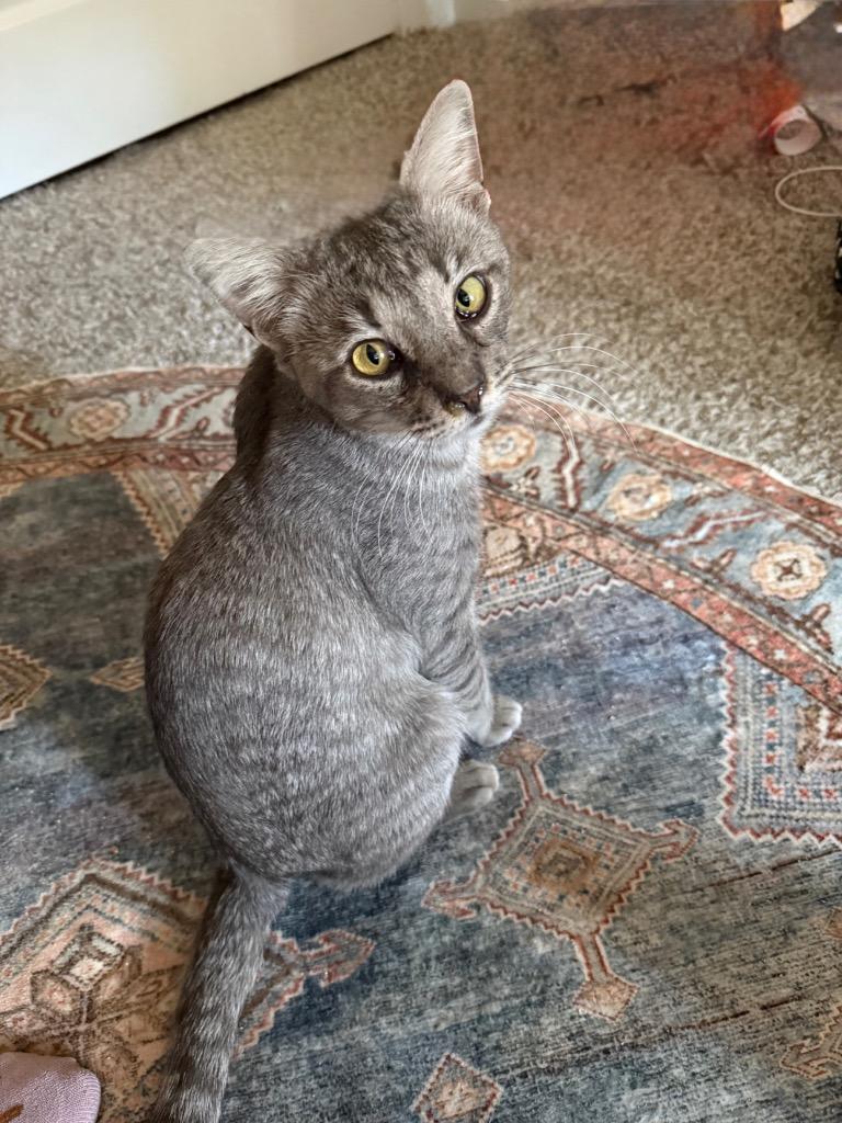 Enlarge Tommy, a Adoptable Tabby in San Antonio, TX image 1/3